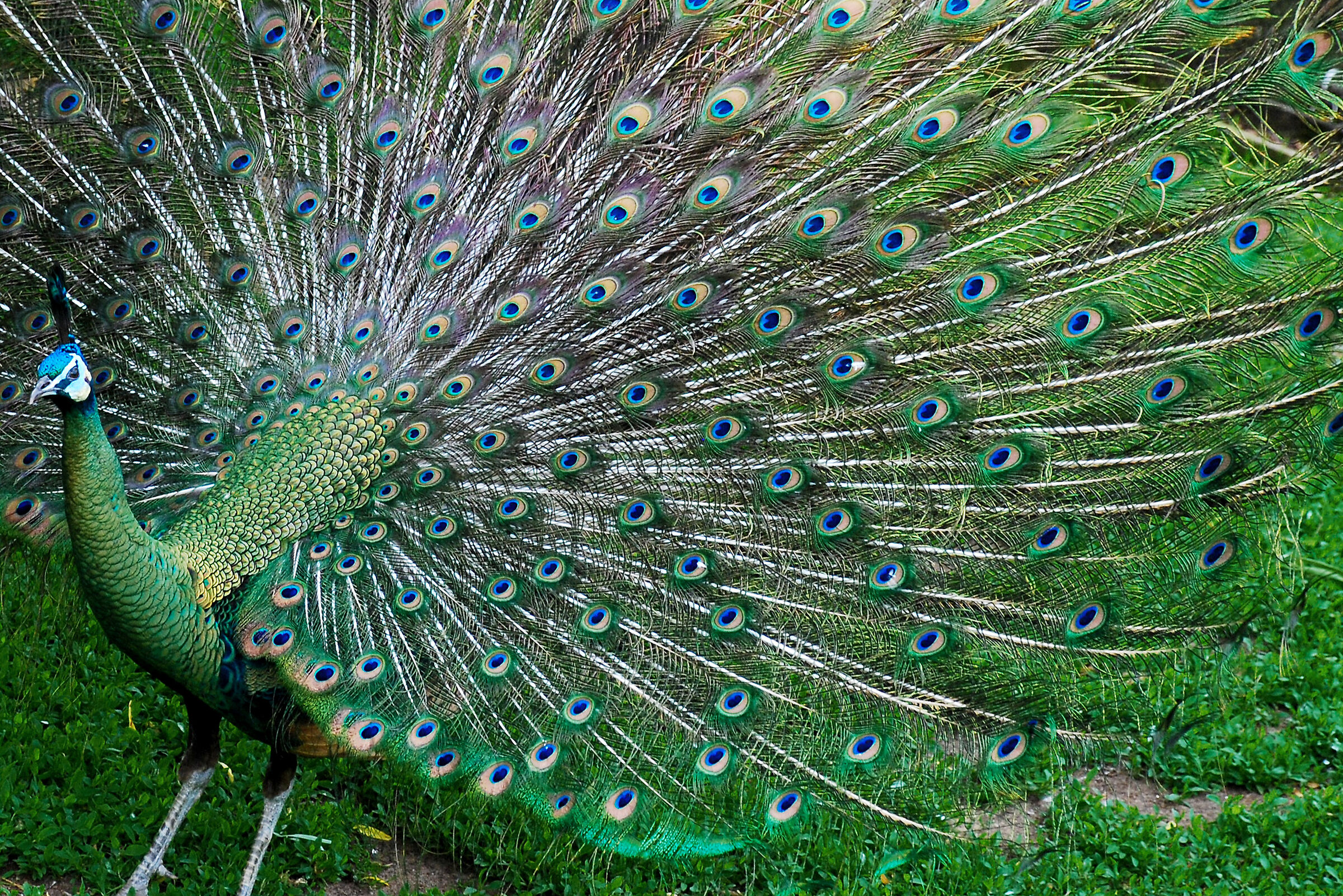 London Zoo