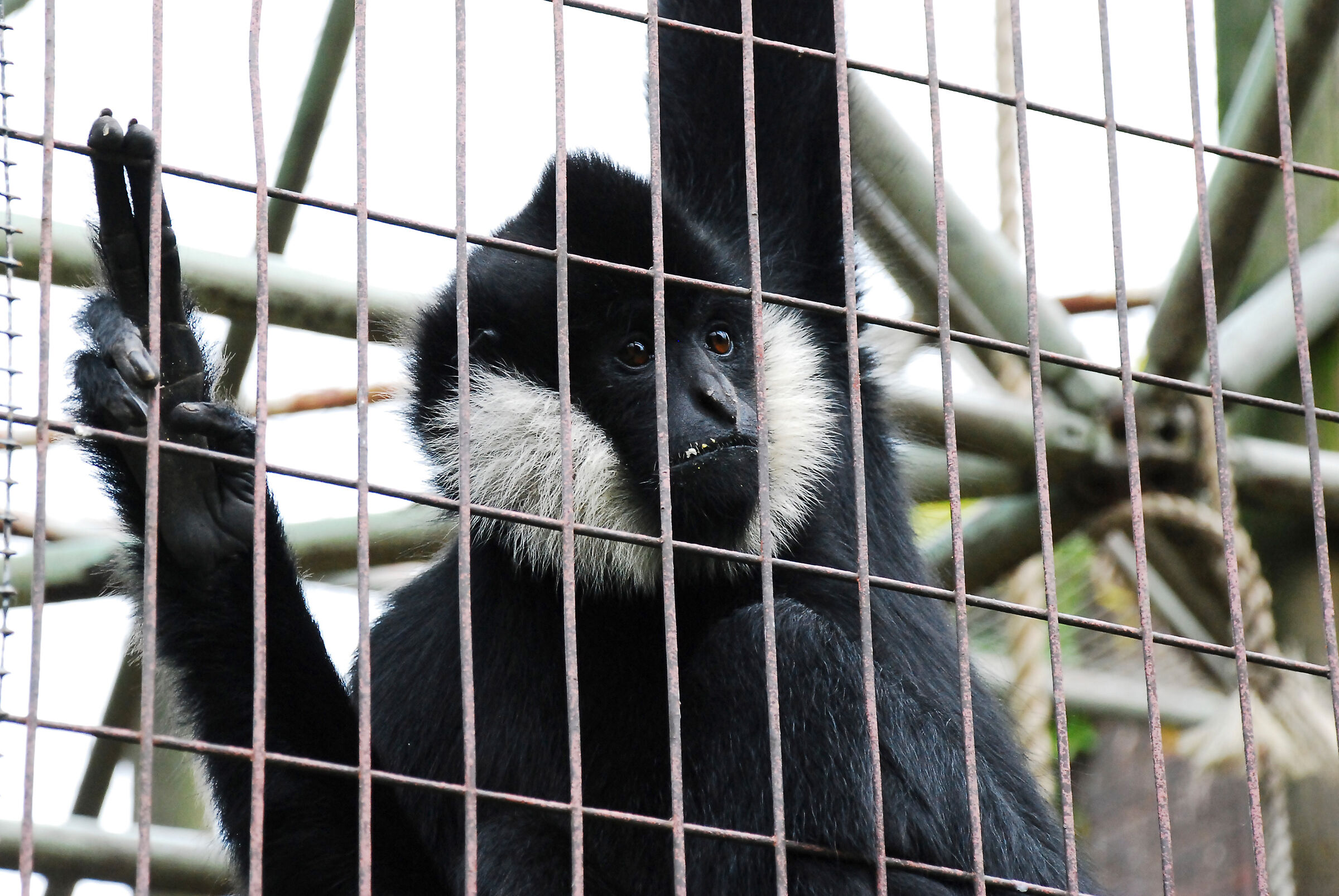 London Zoo