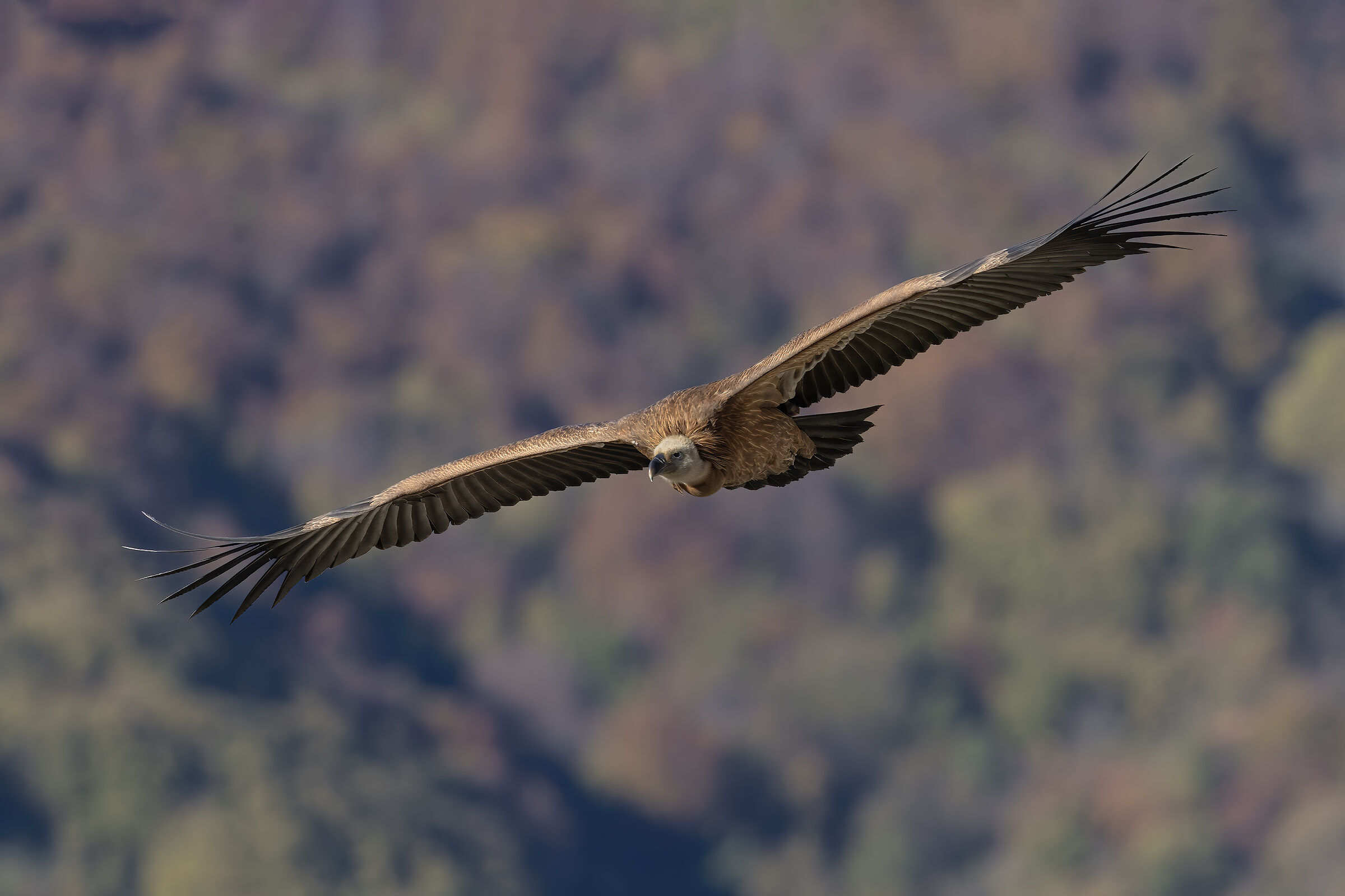 Grifone...sul foliage