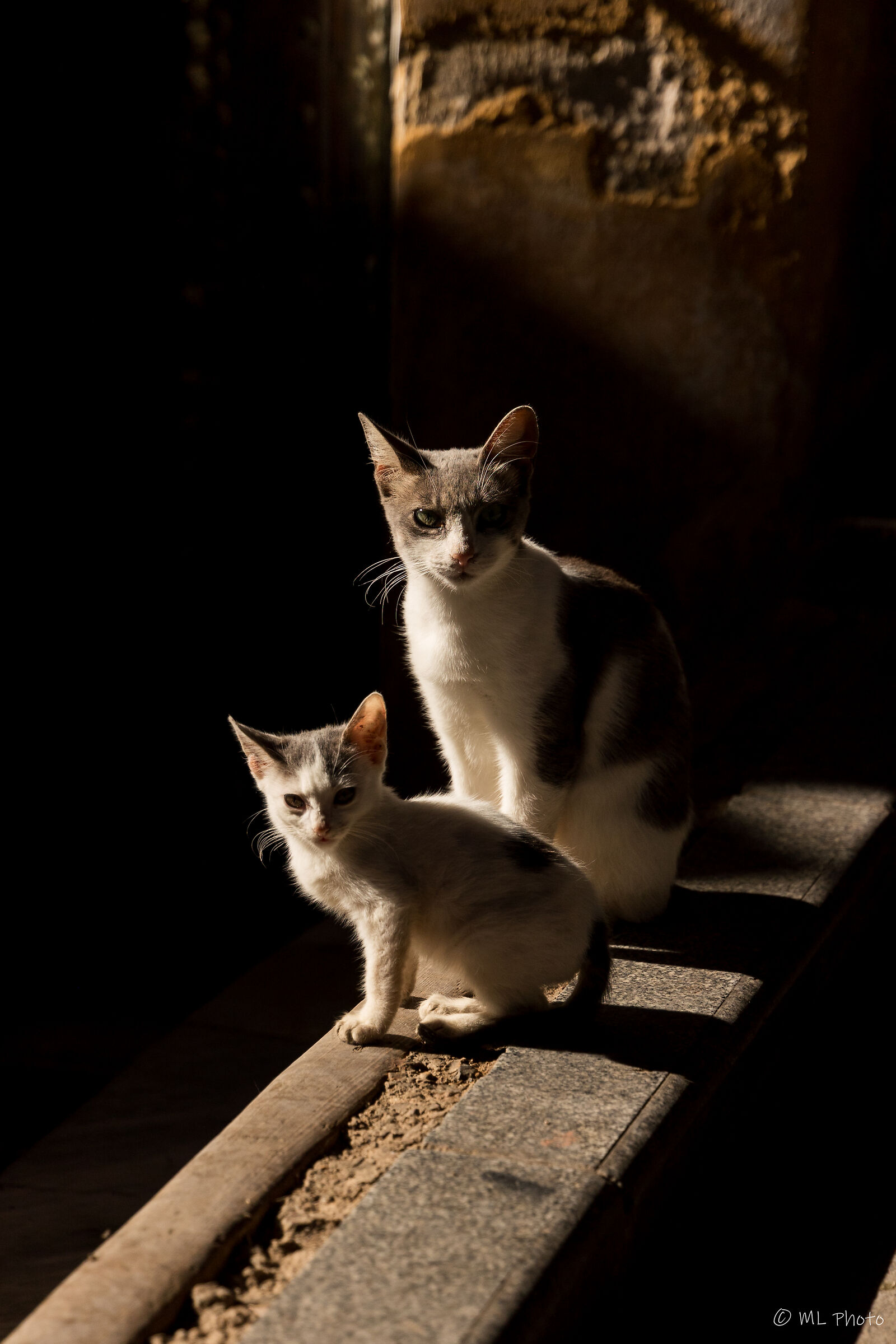 Stray cats in Fes