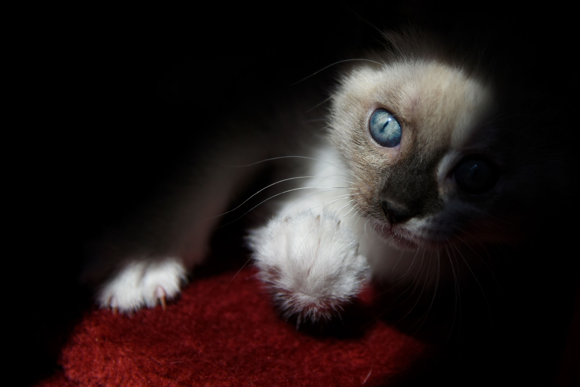 diabolica Minou