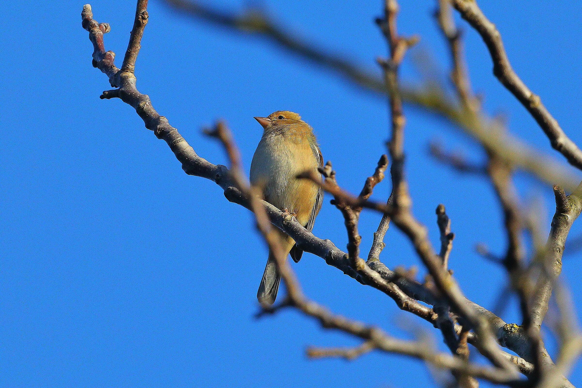 Fringuello 11 novembre 2024 - 0064