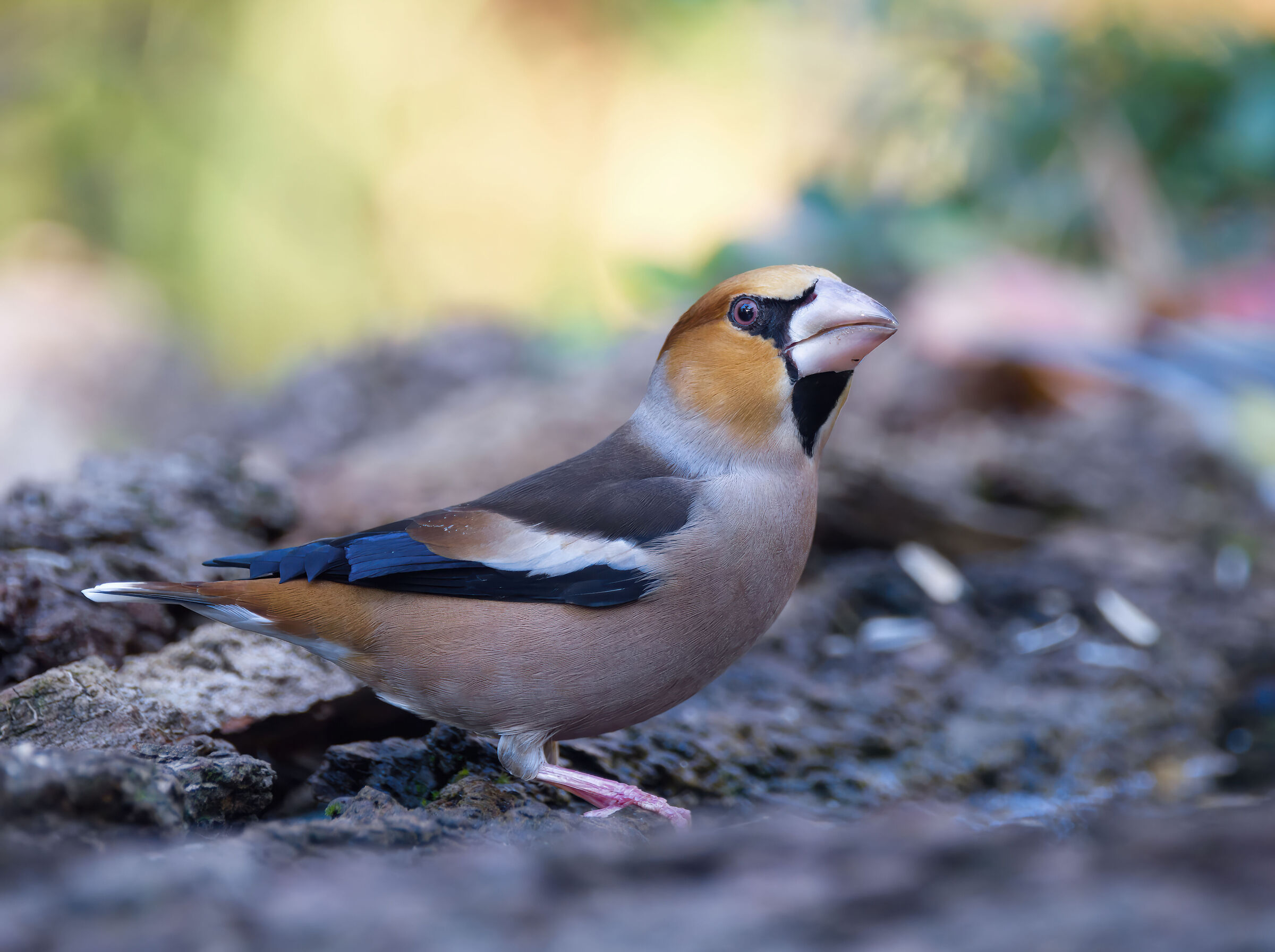 Hawfinch