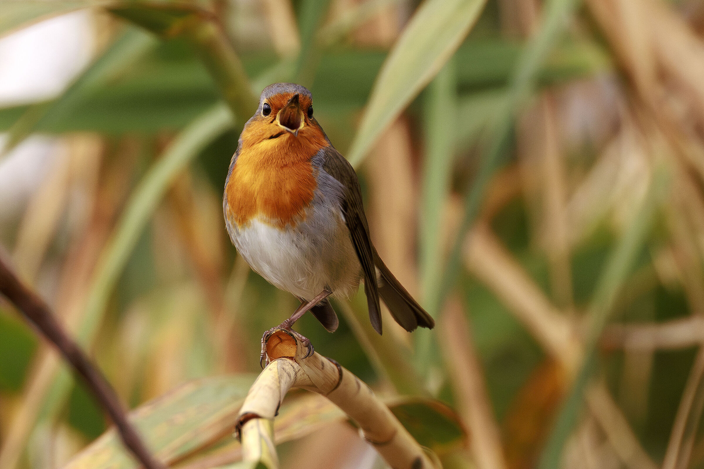 ... at the top of the throat