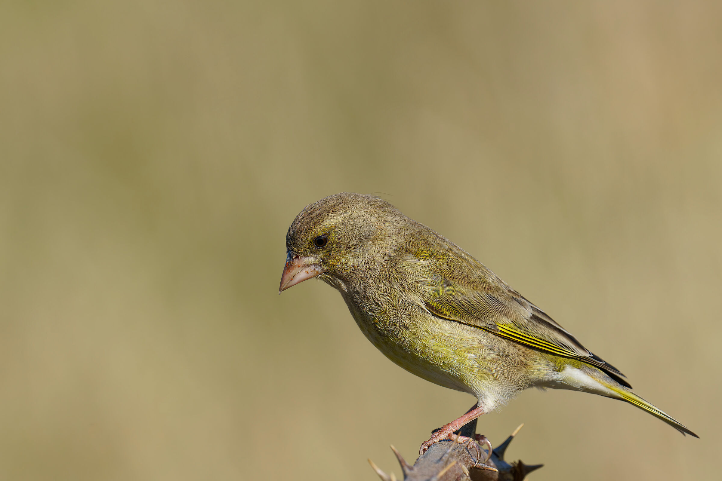 Greenfinch (Chloris chloris)