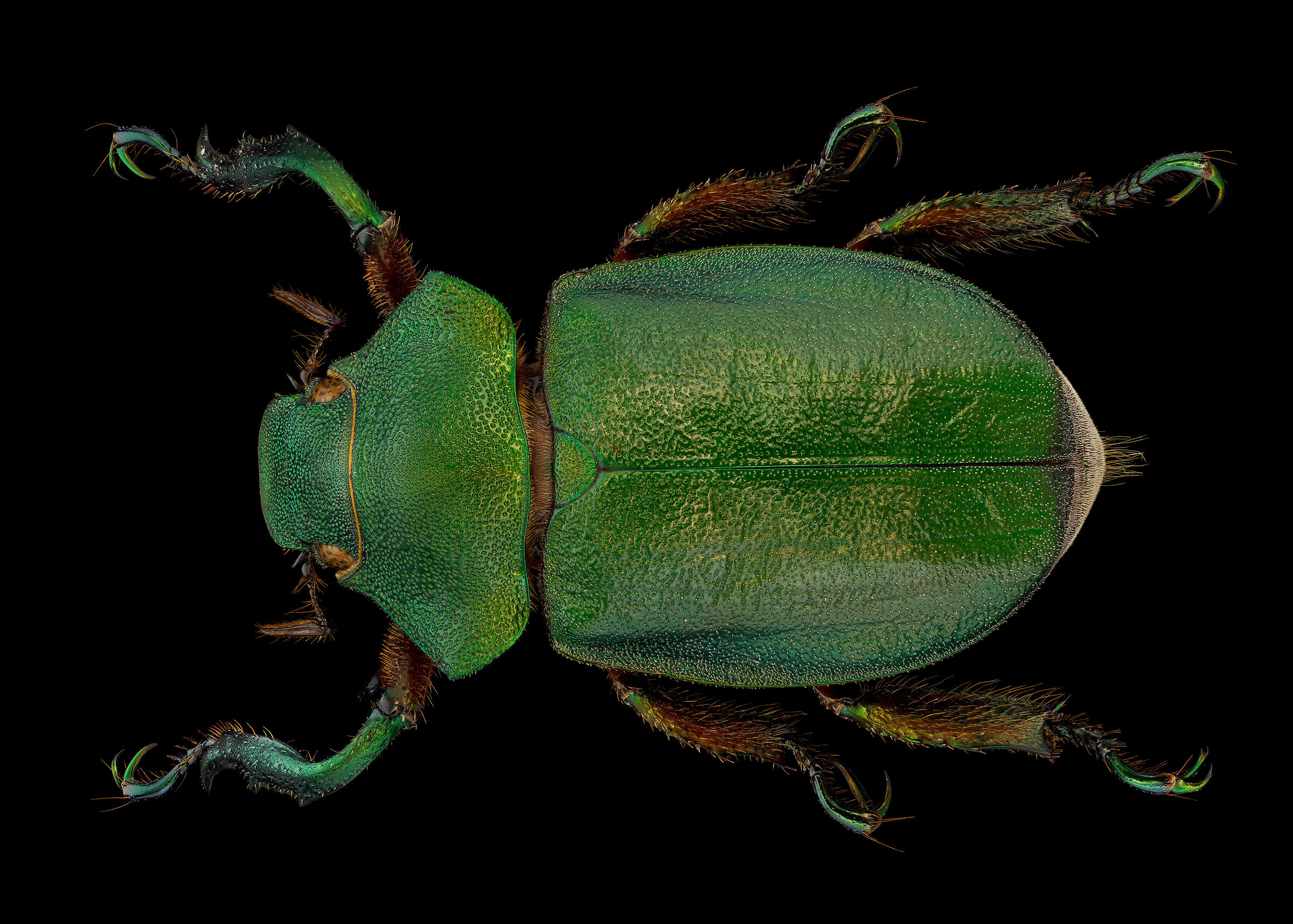 Spodochlamys latipes