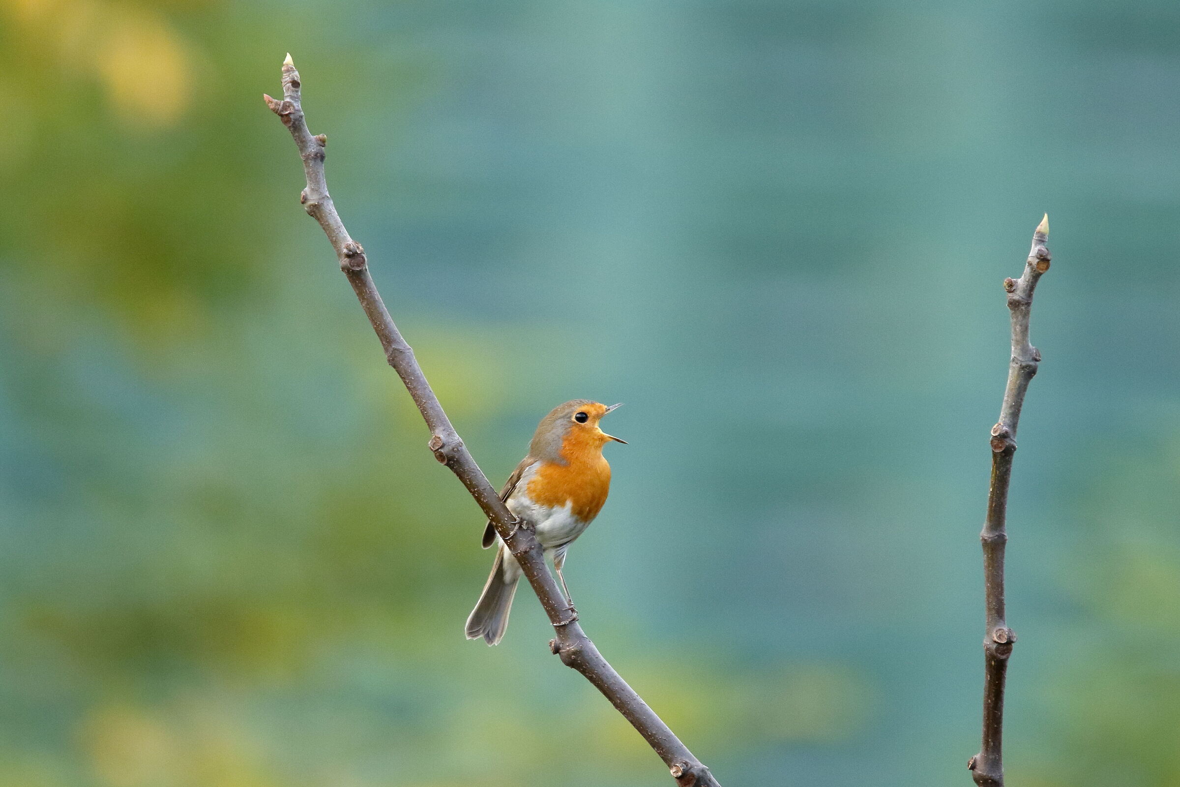 Singing robin