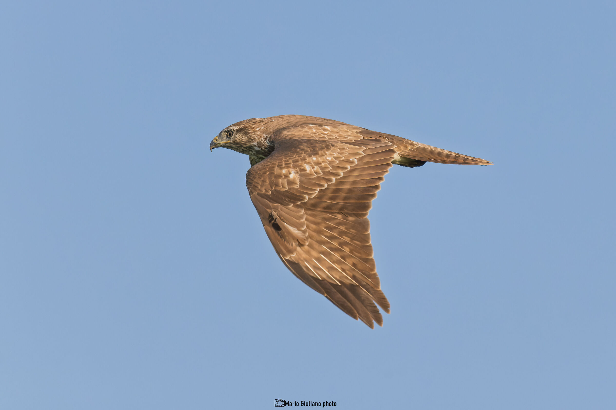 Buzzard