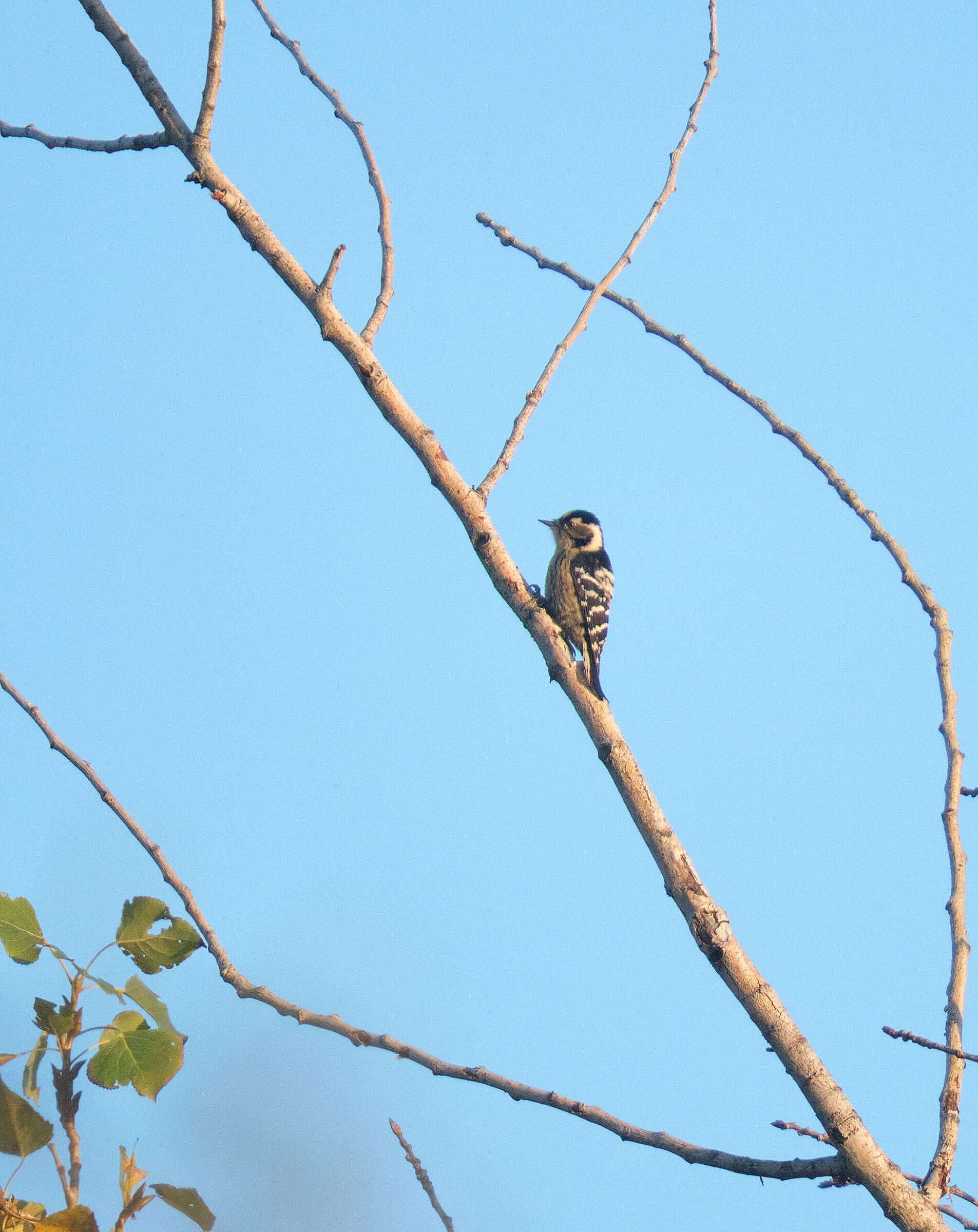 Lesser Spotted Woodpecker.