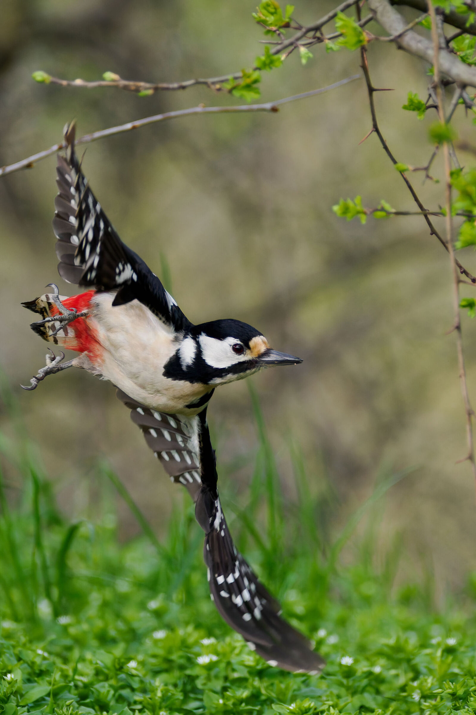 Great Spotted Woodpecker (f)