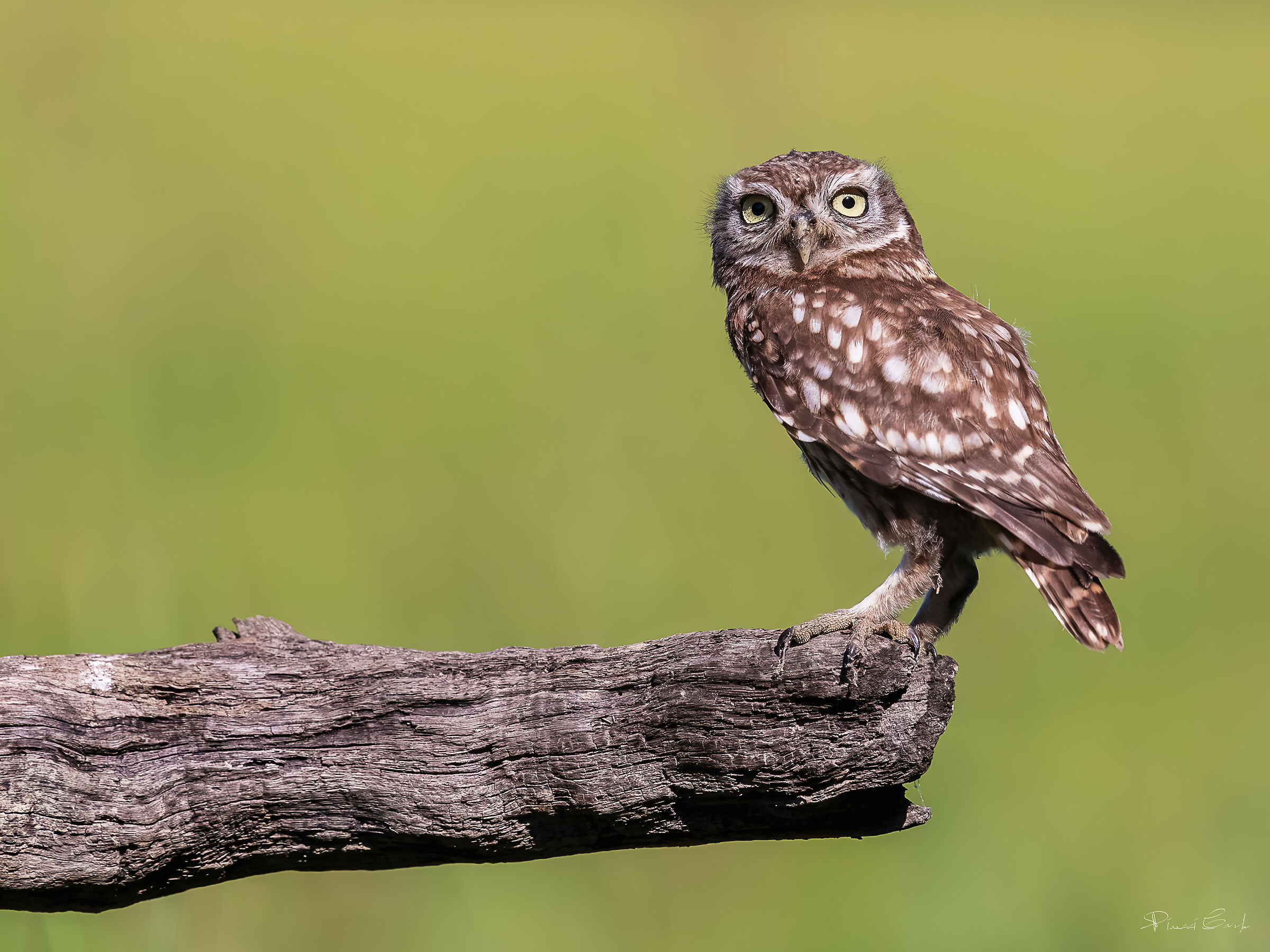 Owl (Athene noctua)