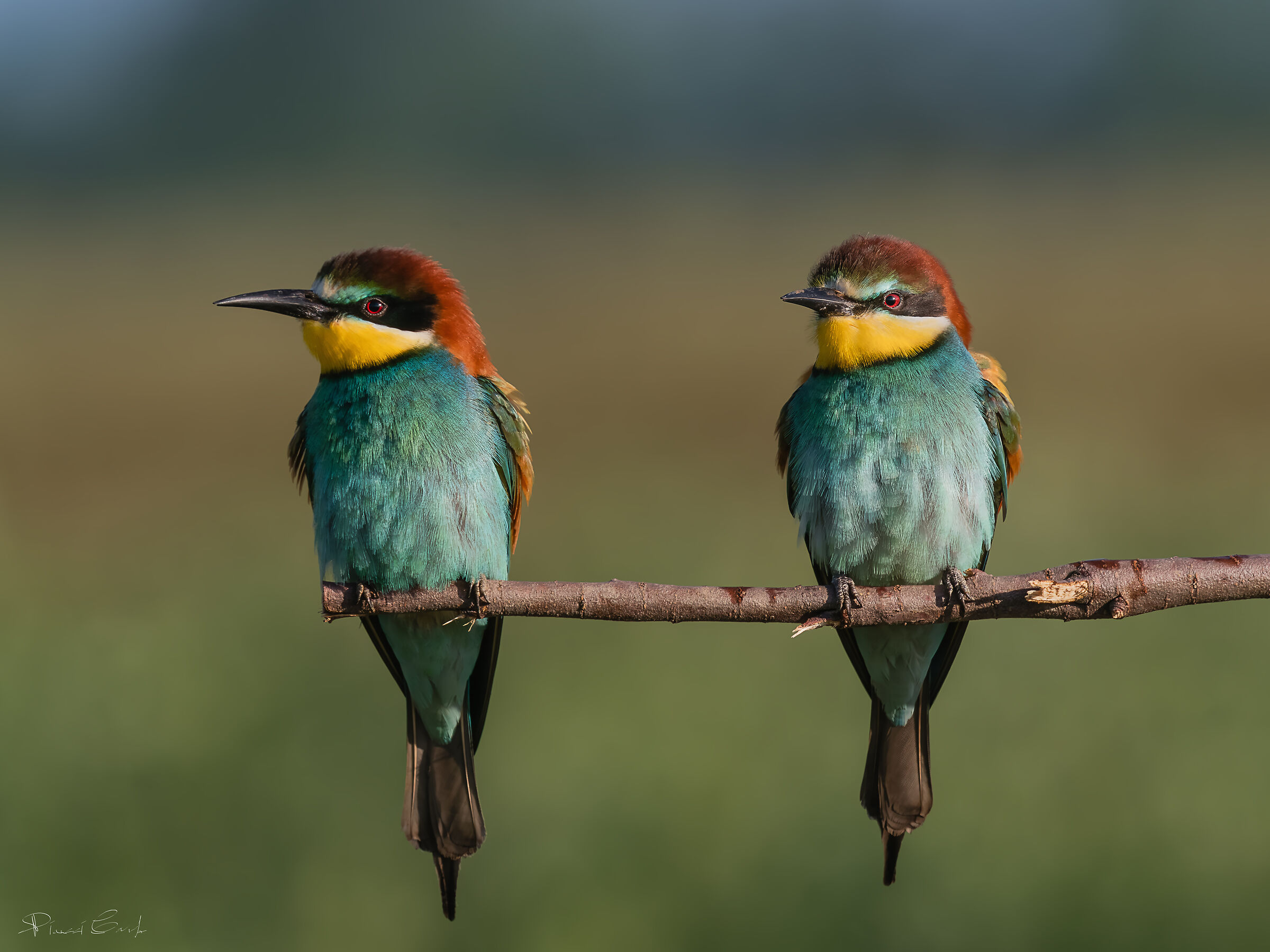 Bee-eater (Merops apiaster)