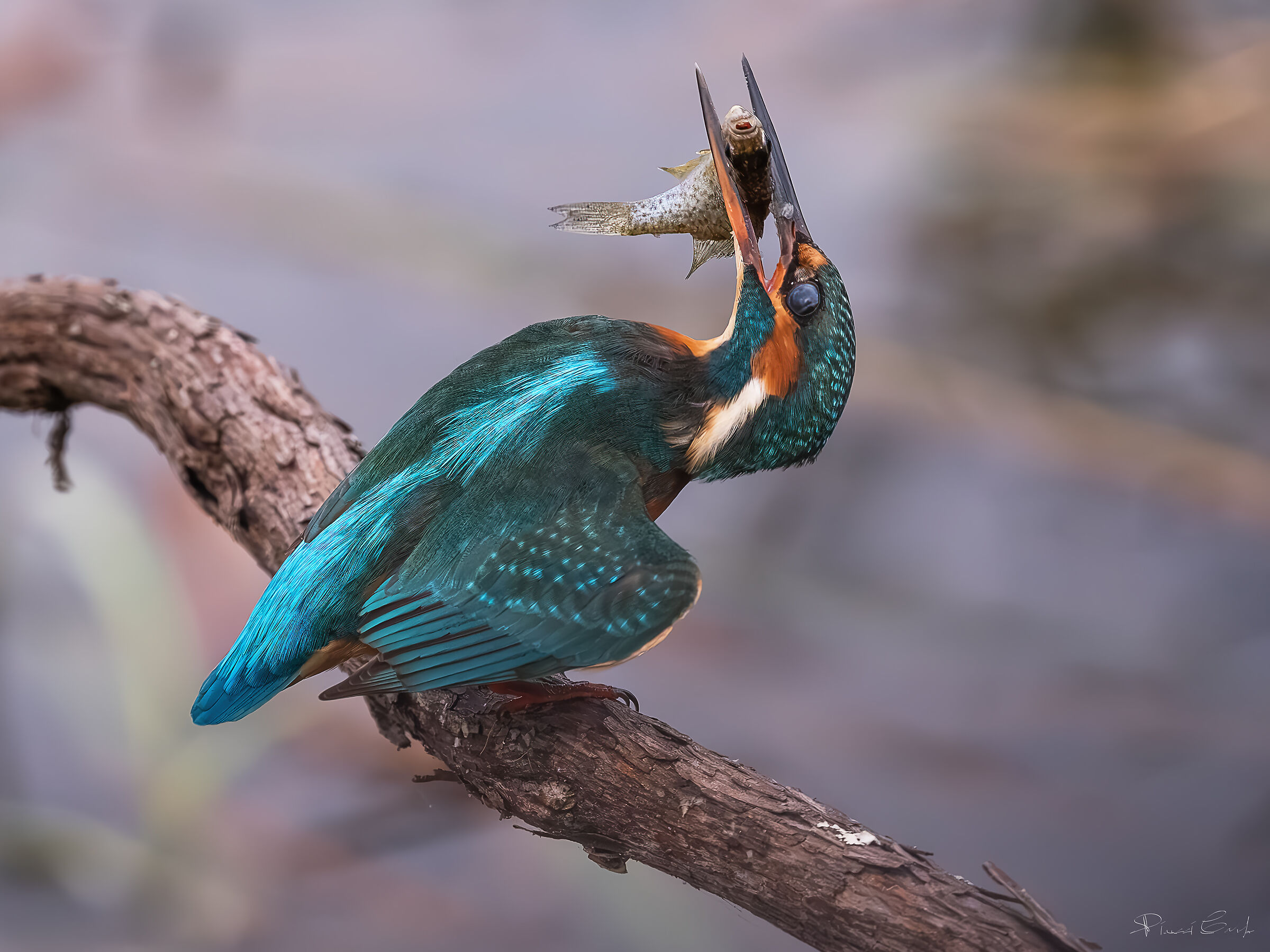 Kingfisher (Alcedo atthis)