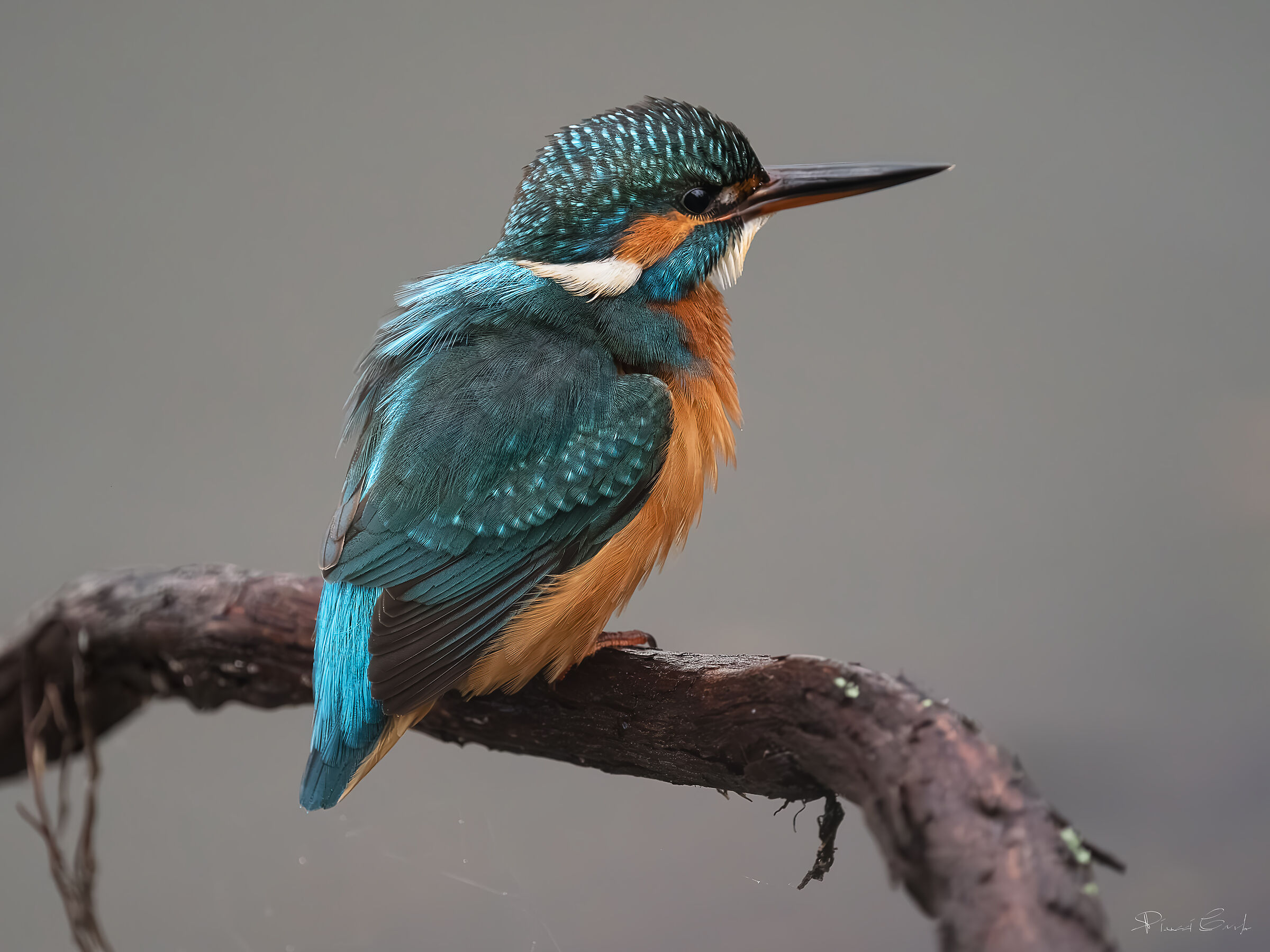 Kingfisher (Alcedo atthis)