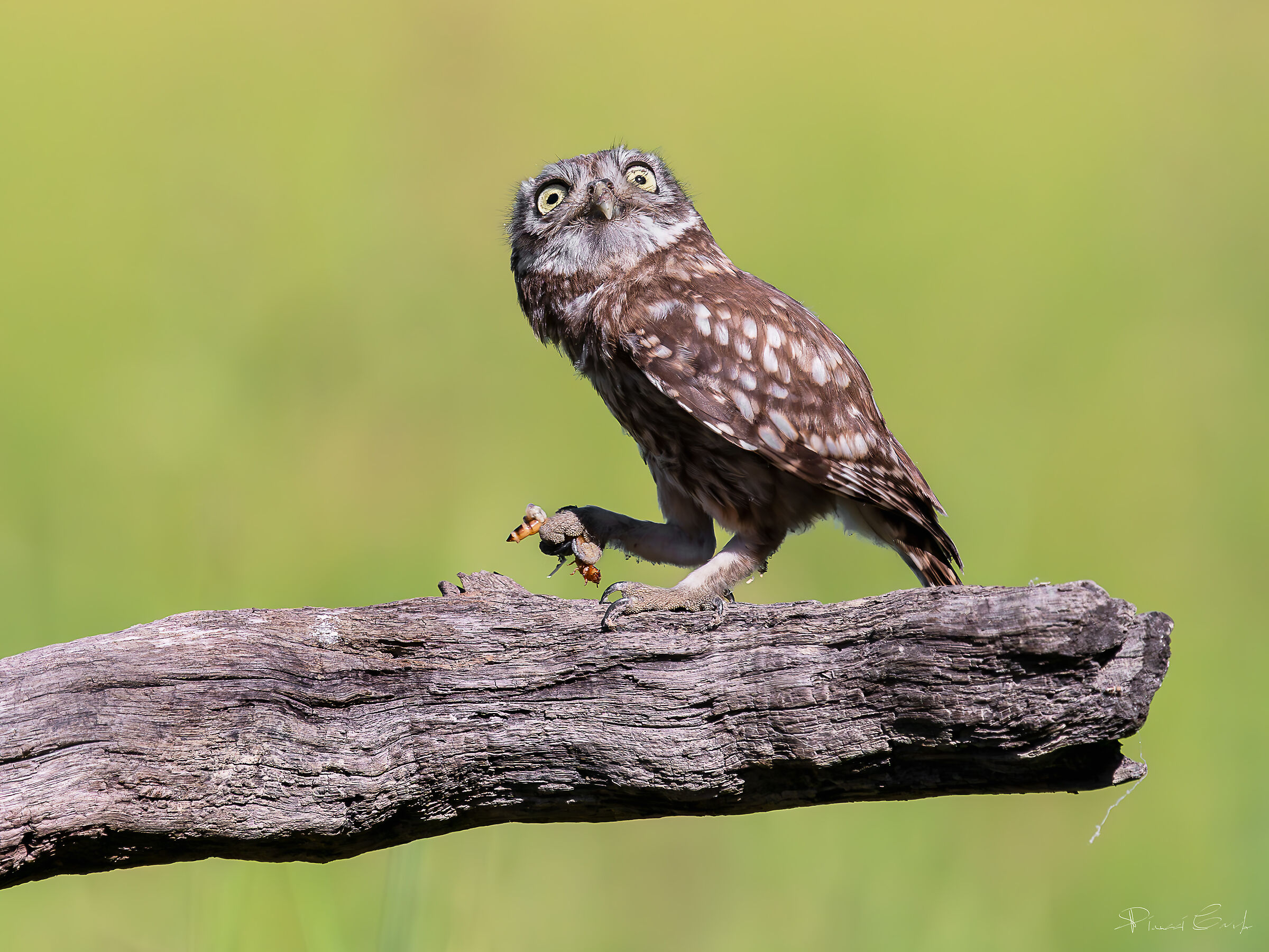 Owl (Athene noctua)