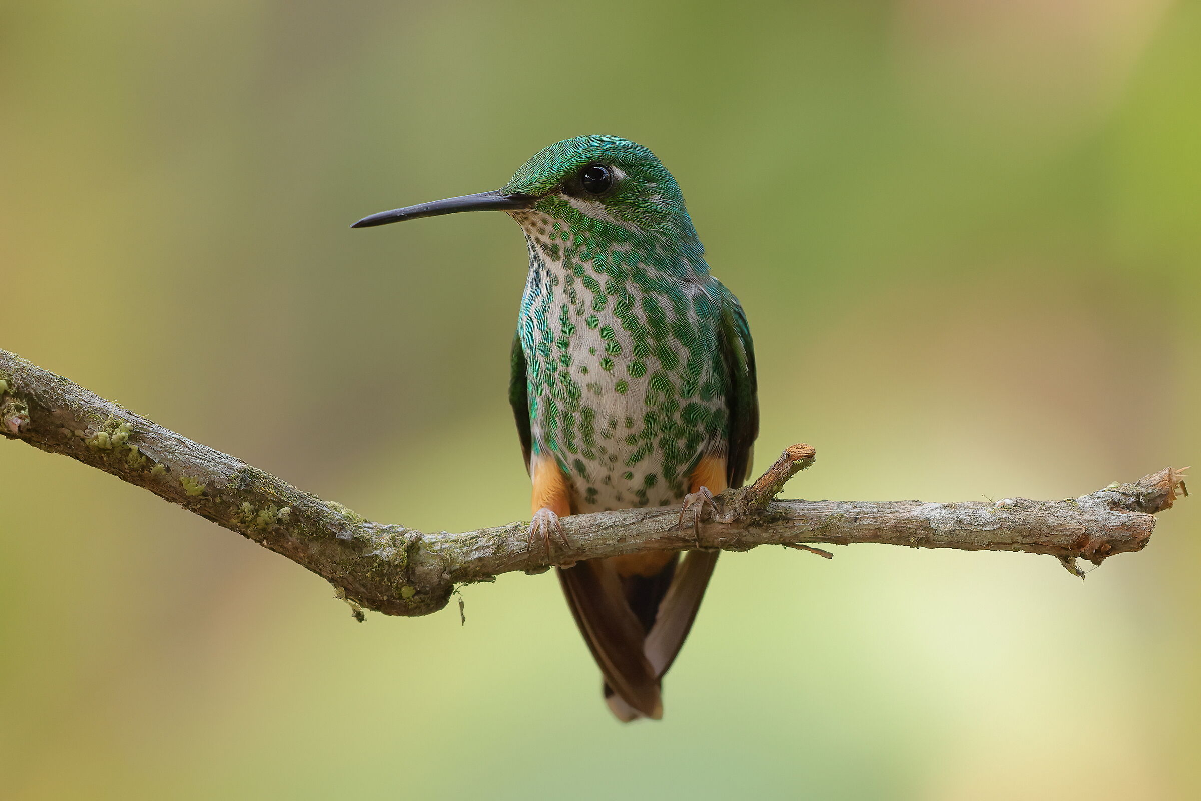 Colibrì dalle racchette