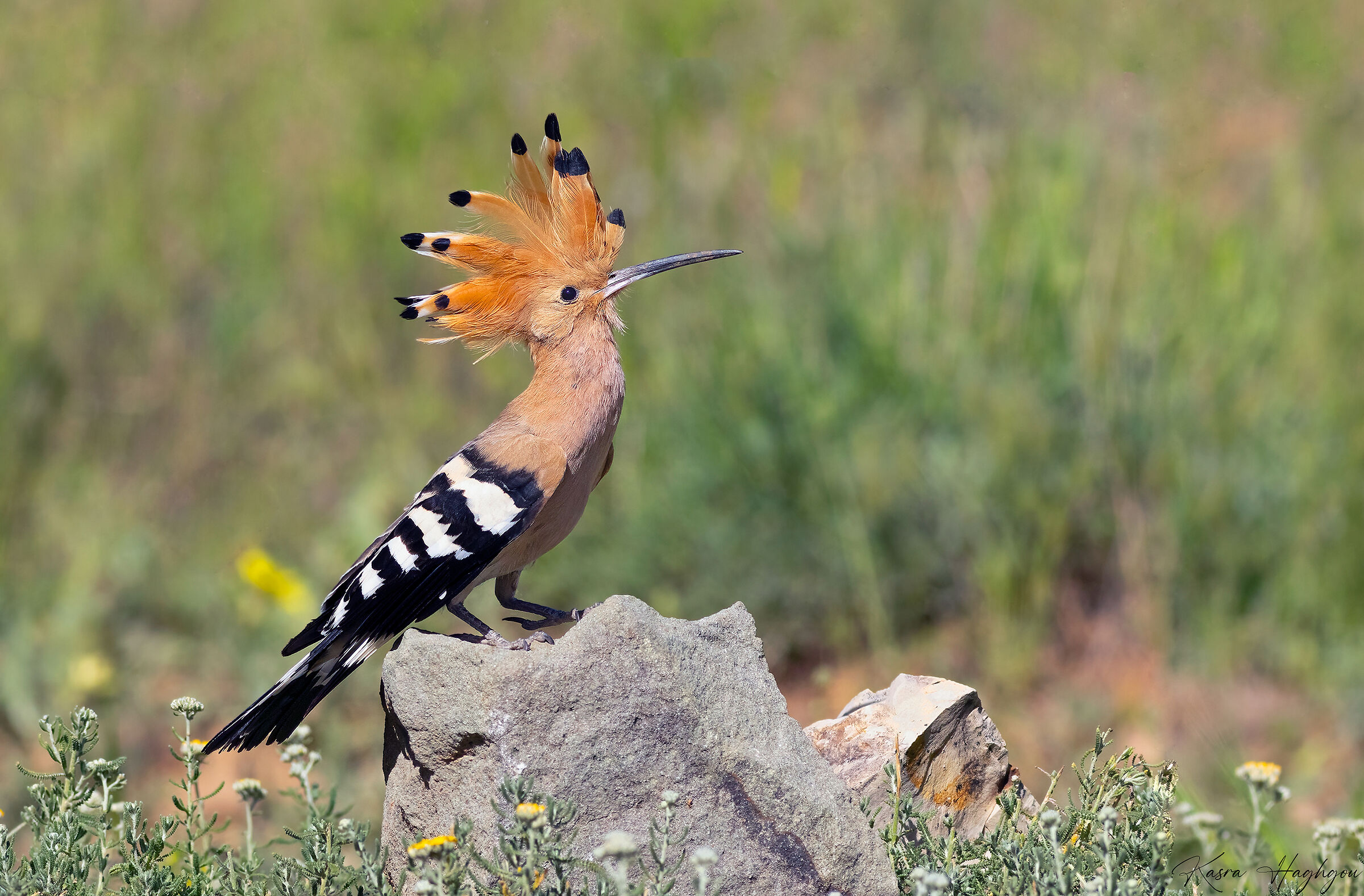 Eurasian hoopoe