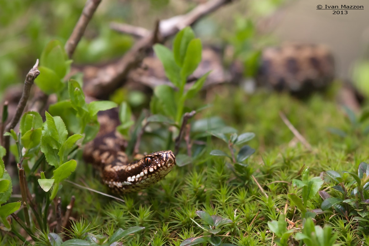 Marasso (Vipera berus)