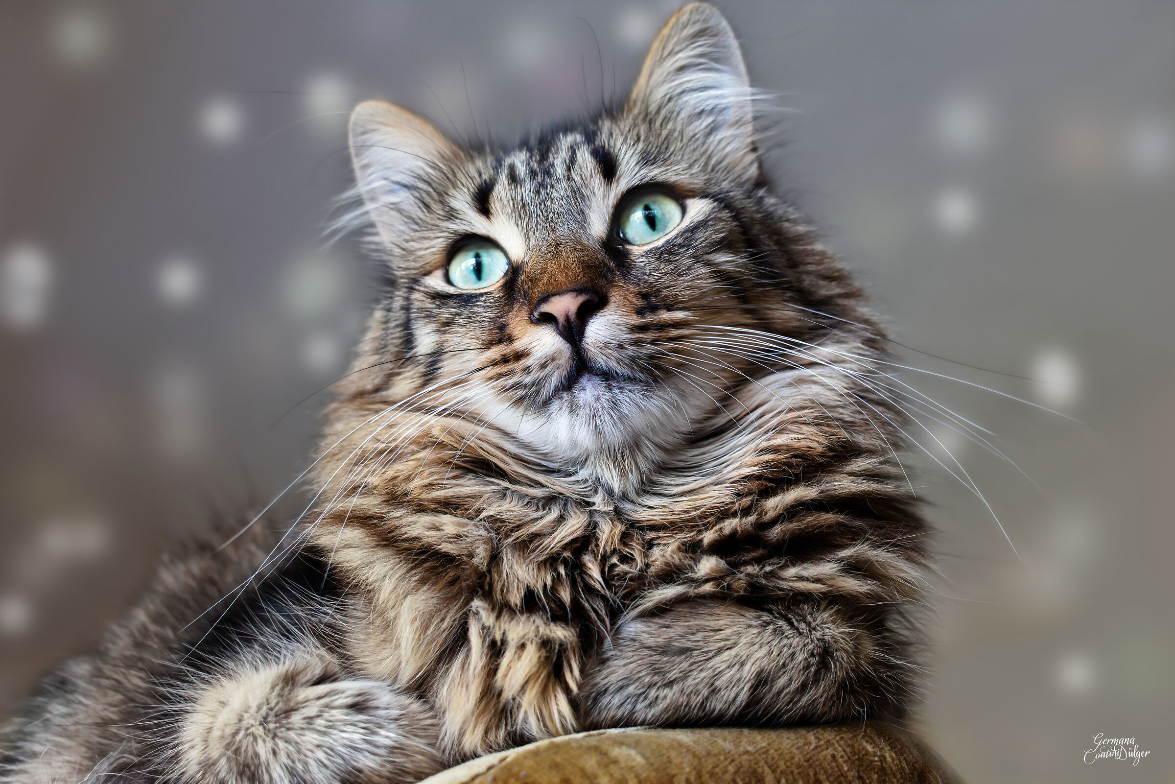 Gatto magico