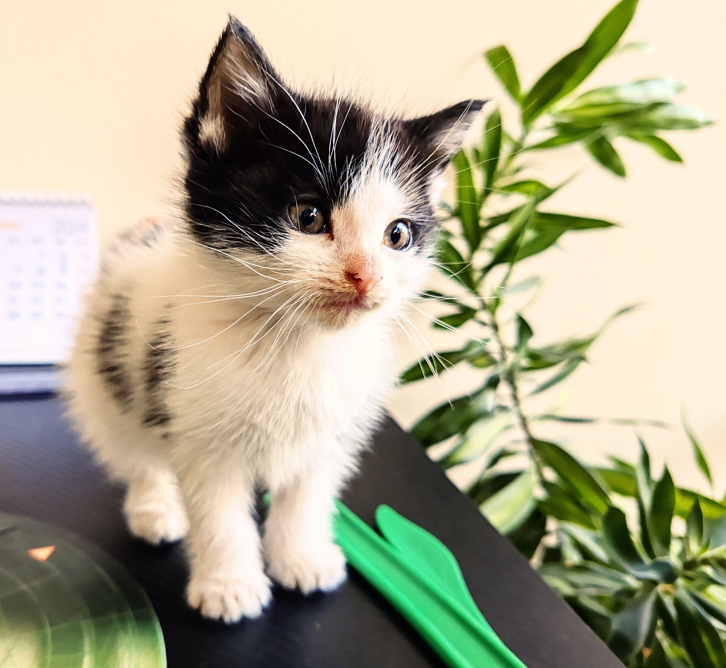 Discovering the Ray house.