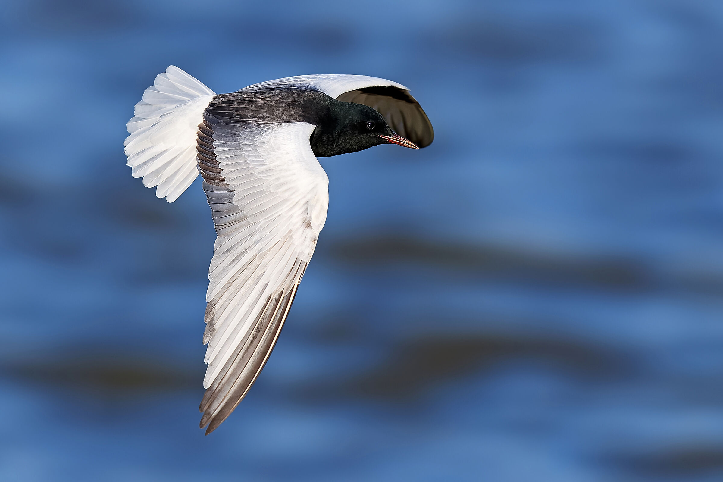 Mignattino alibianche