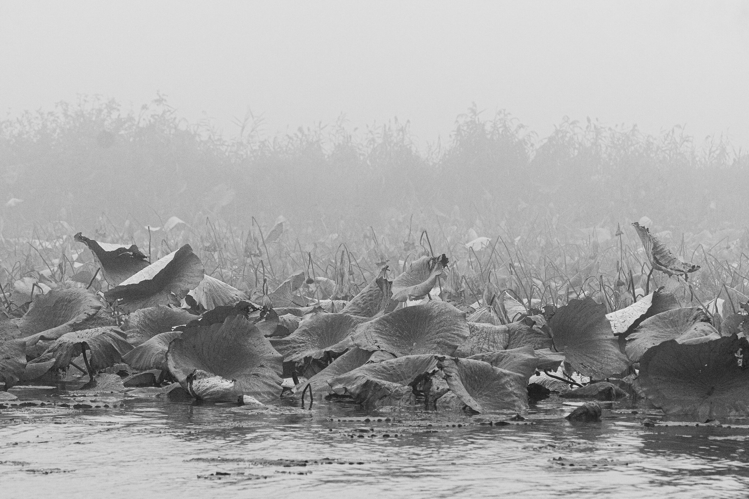 Lotus flower in fog