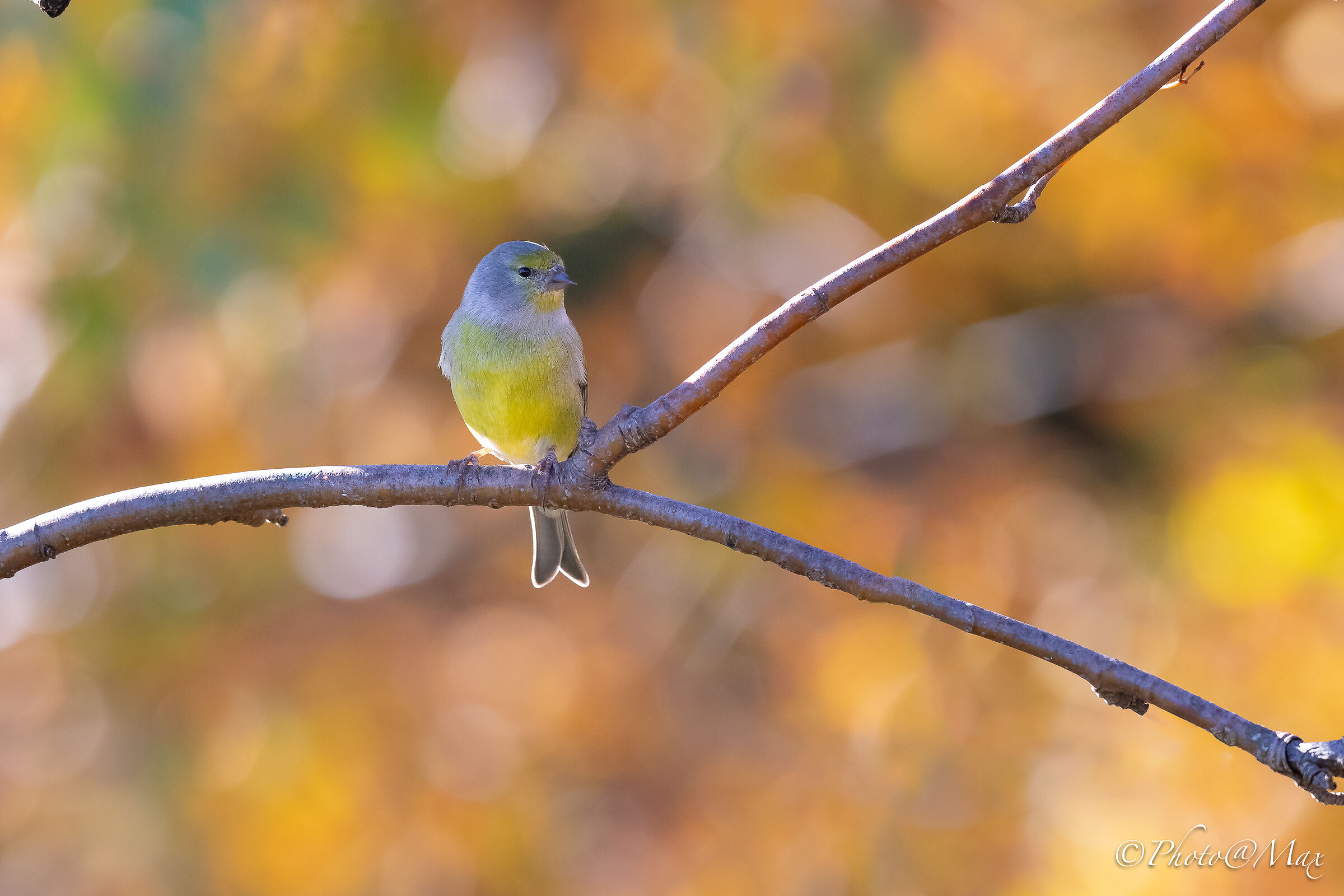 un Venturone in autunno