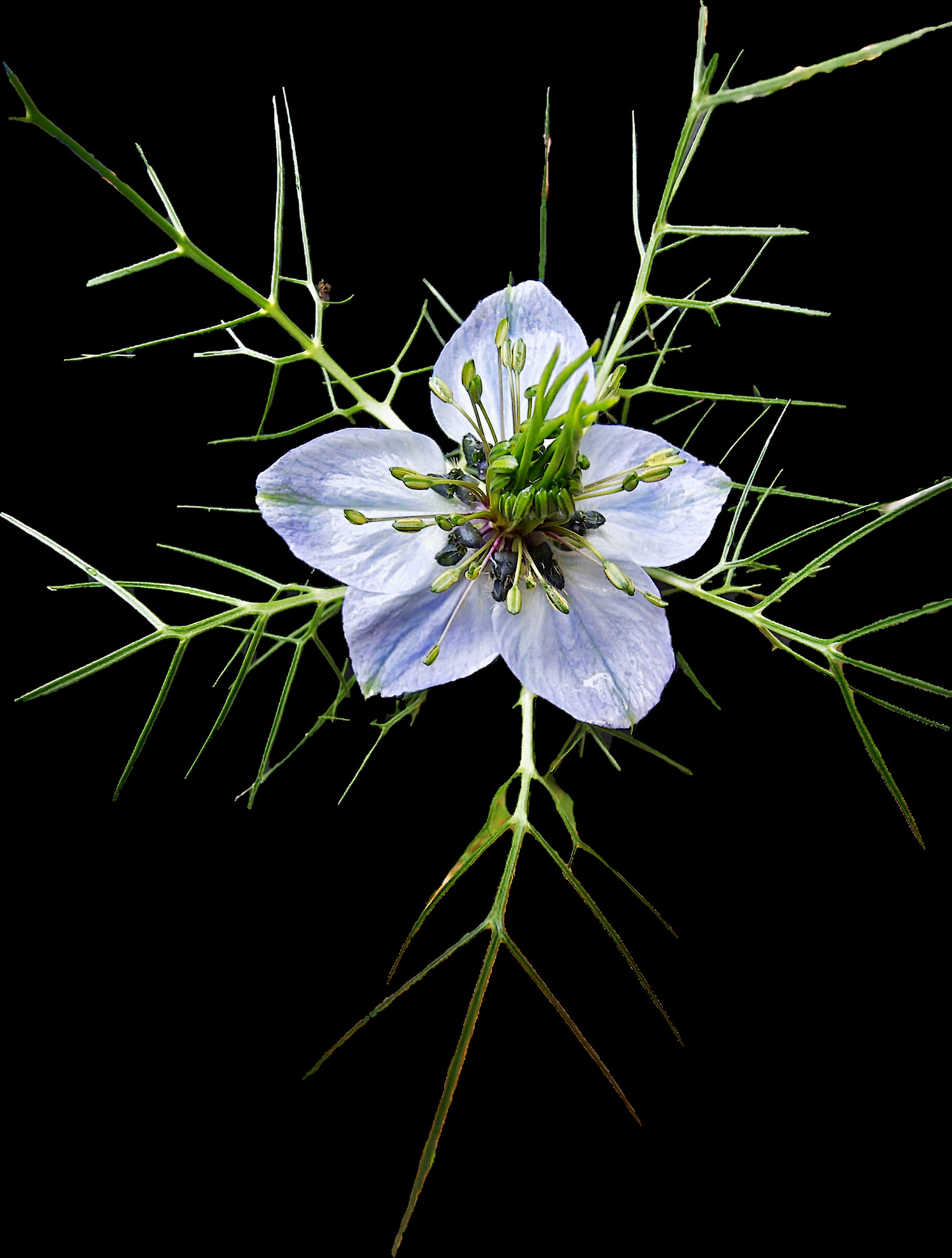 Nigella Damascena