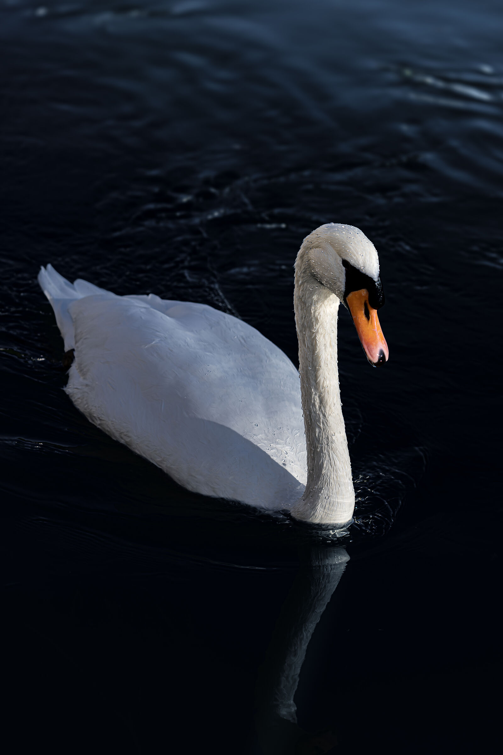 Swan Lunch
