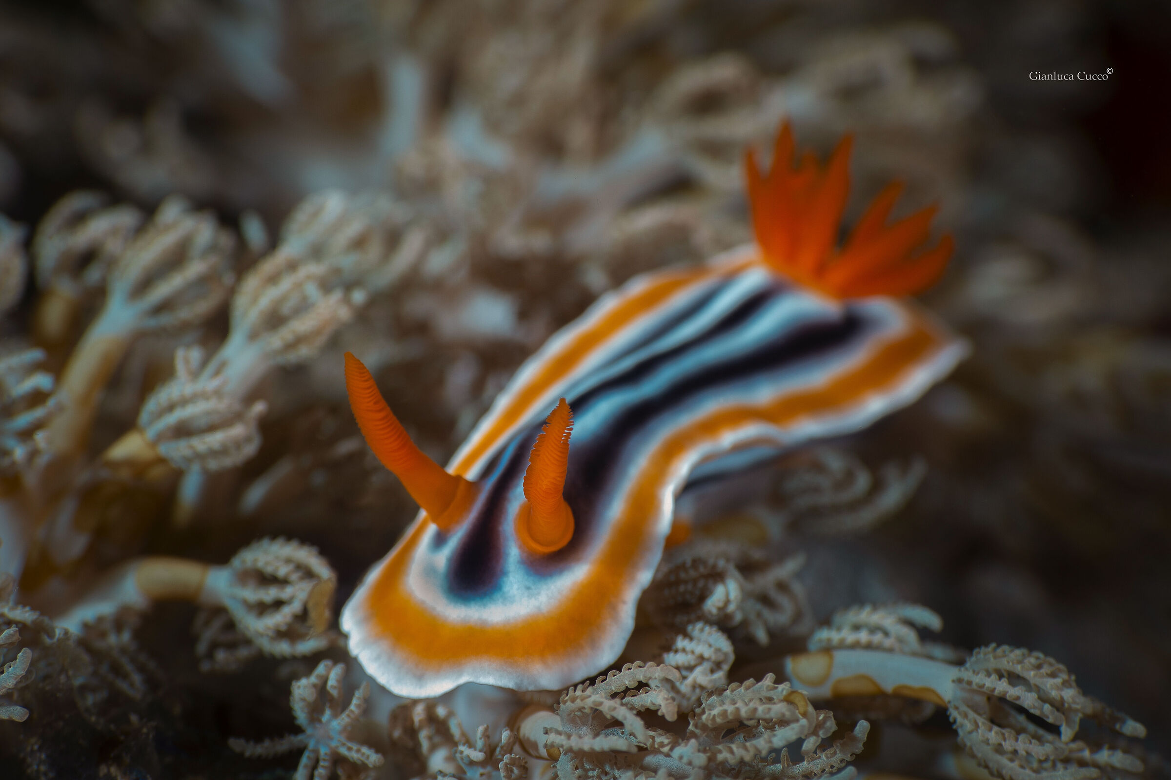 Iconic nudi
