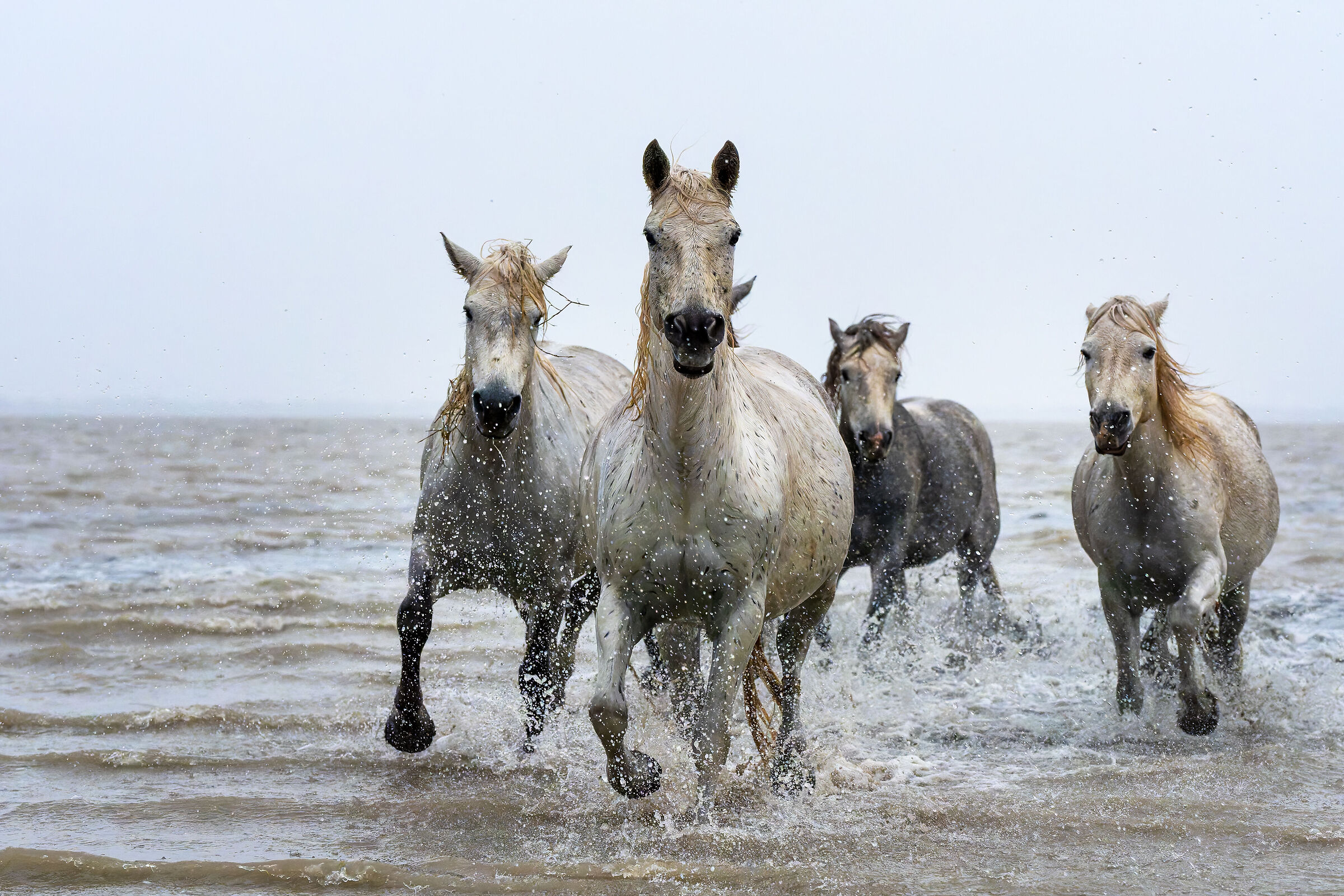 Camargue