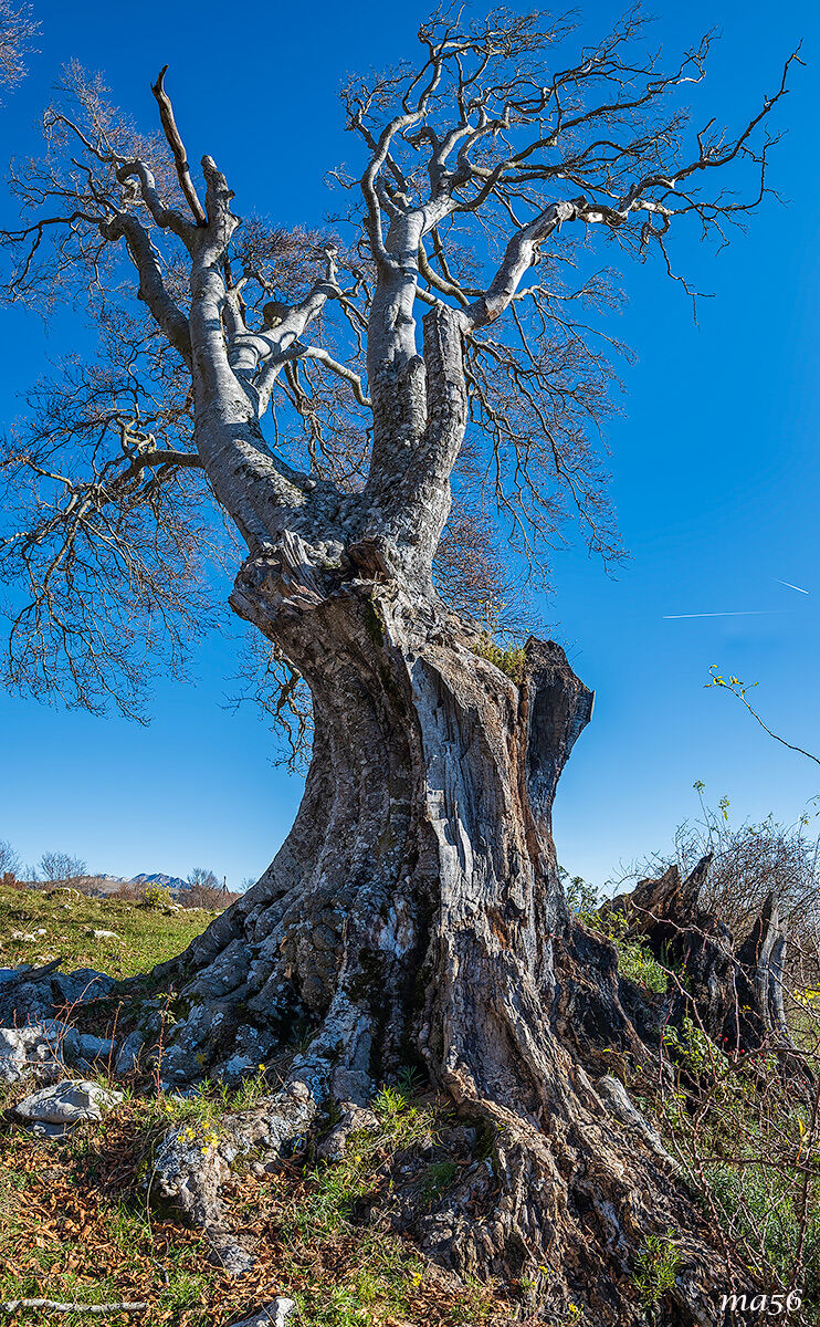 I Patriarchi della Lessinia - Monte Busimo
