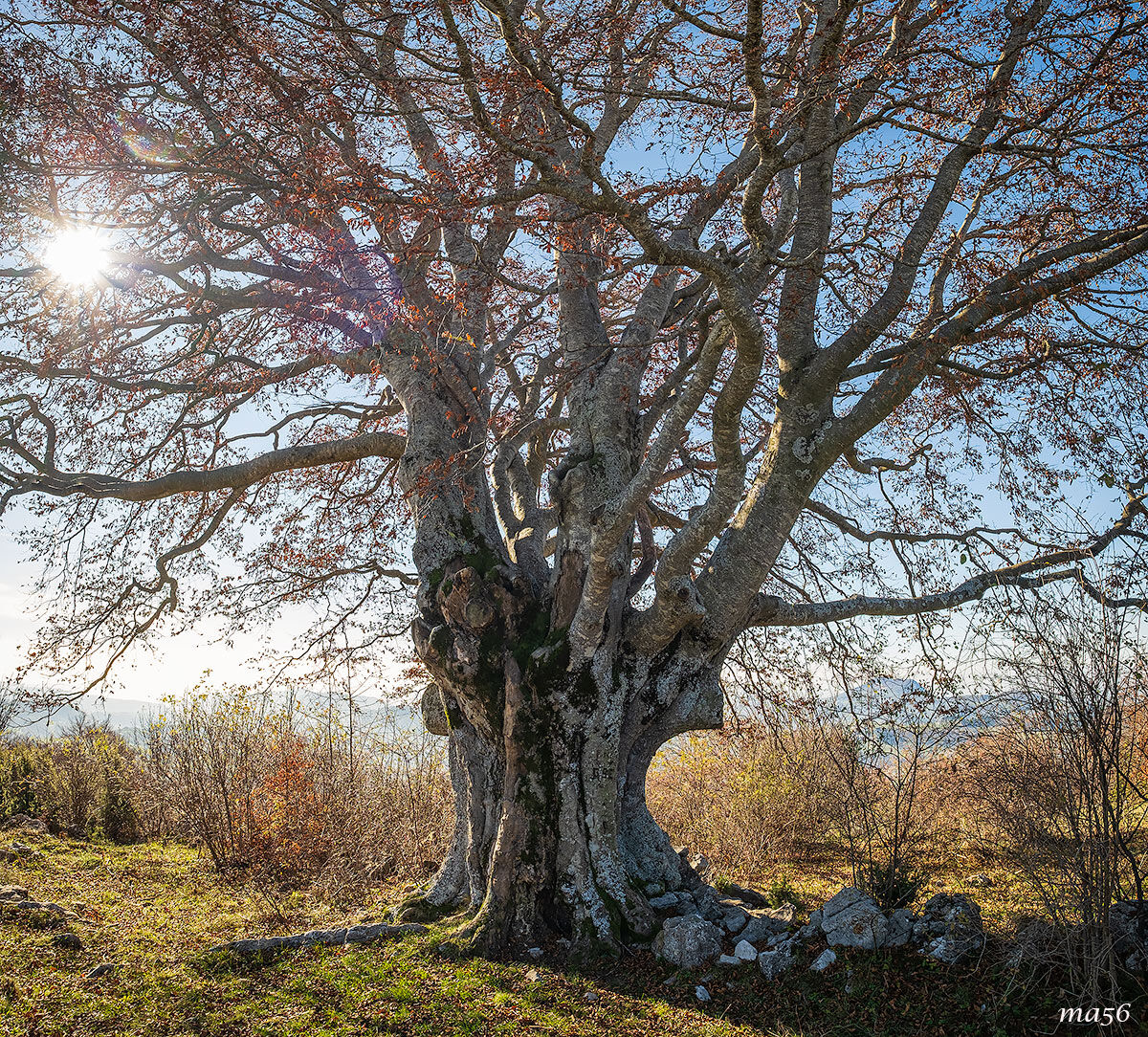 The Patriarchs of Lessinia - Monte Busimo 2