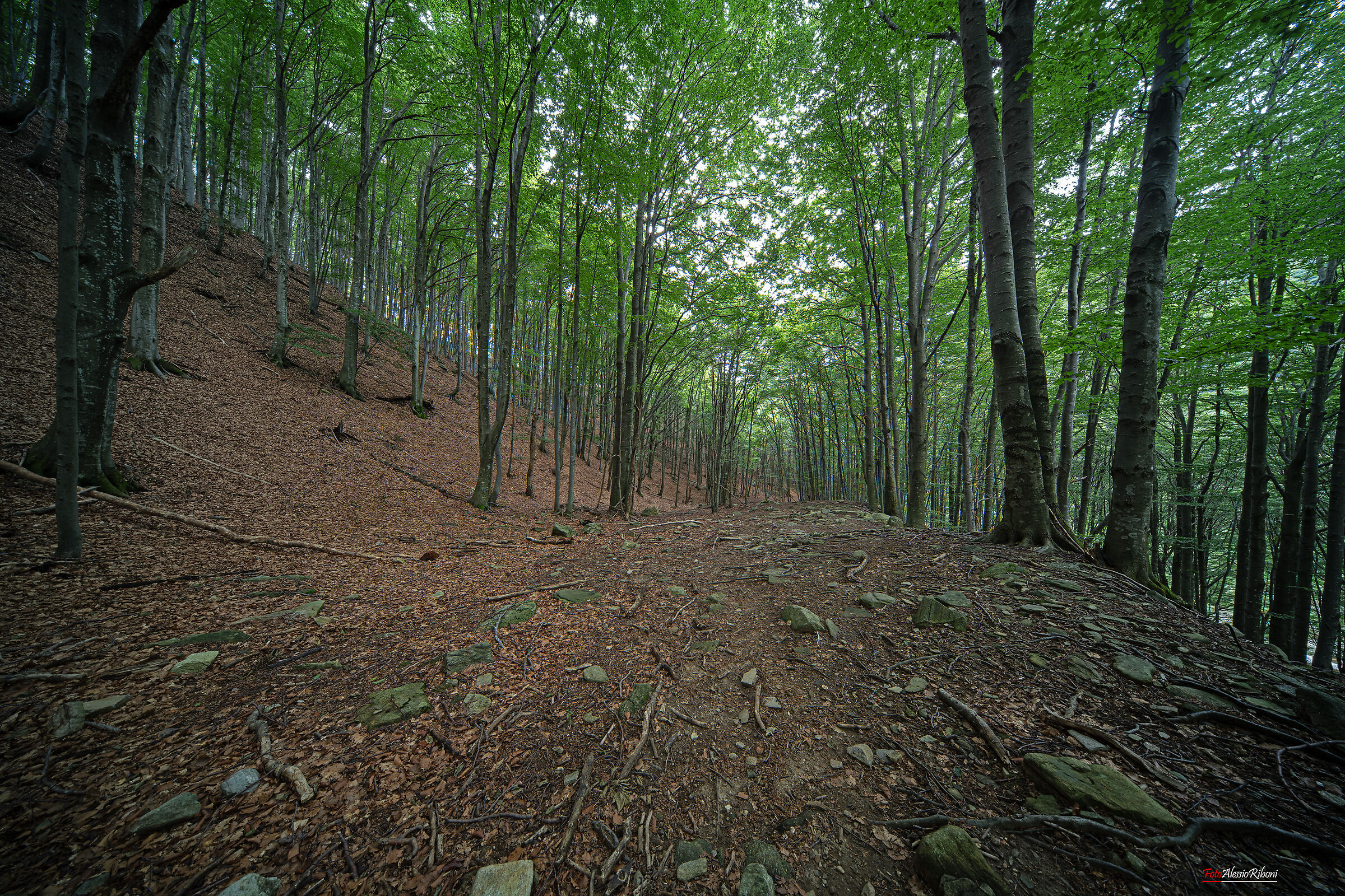 Val Grande, a paradise of woods