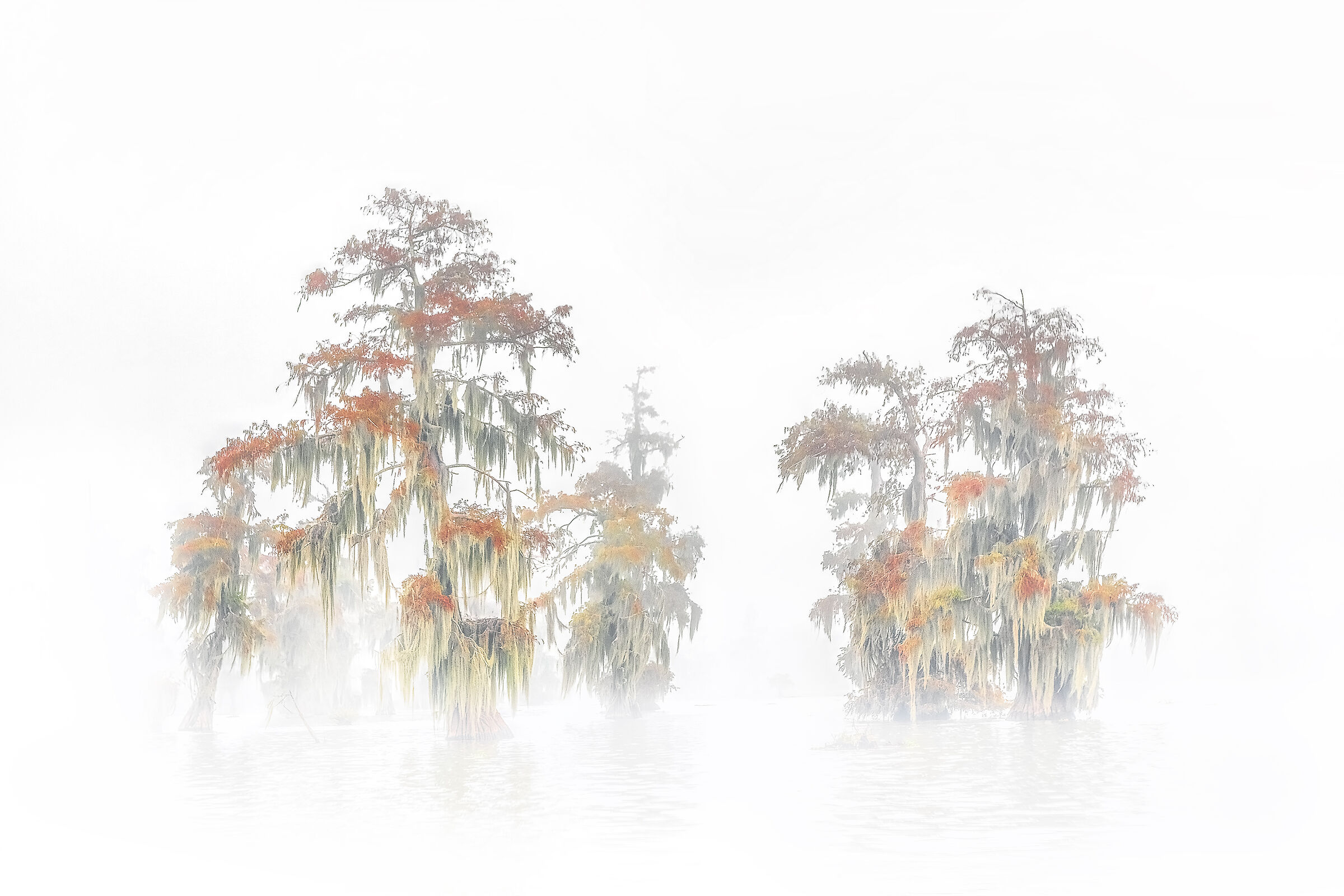 into fog Atchalafaya basin Louisiana Usa
