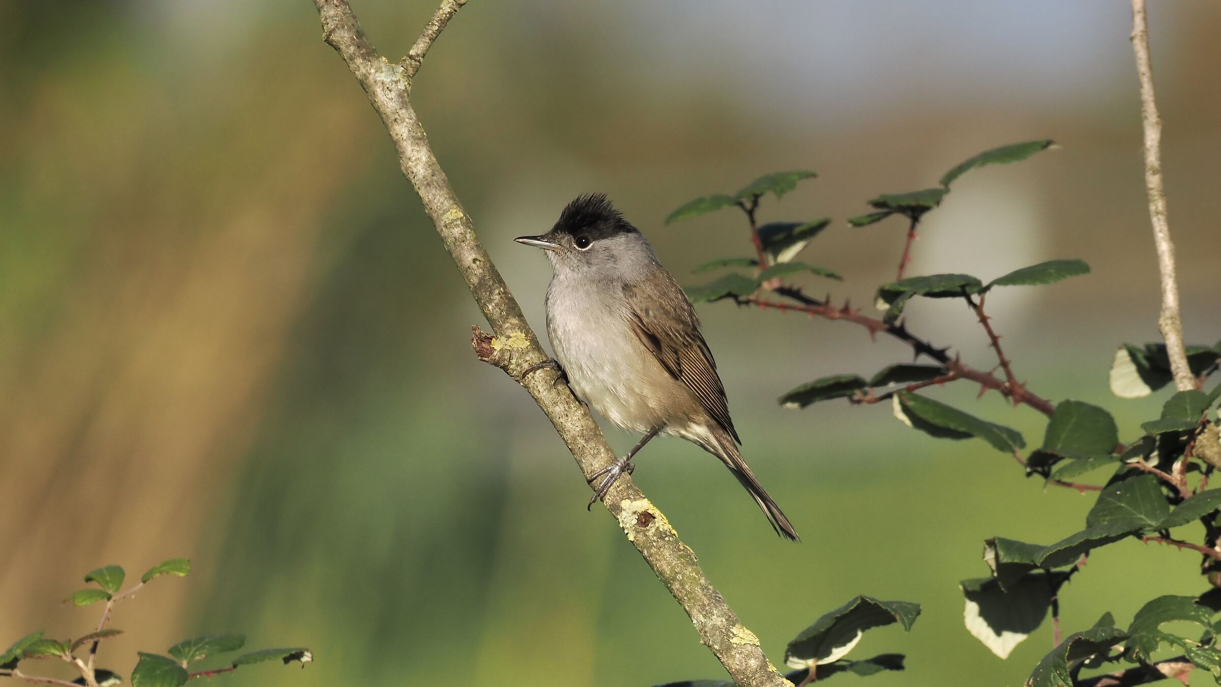 Male Blackcap