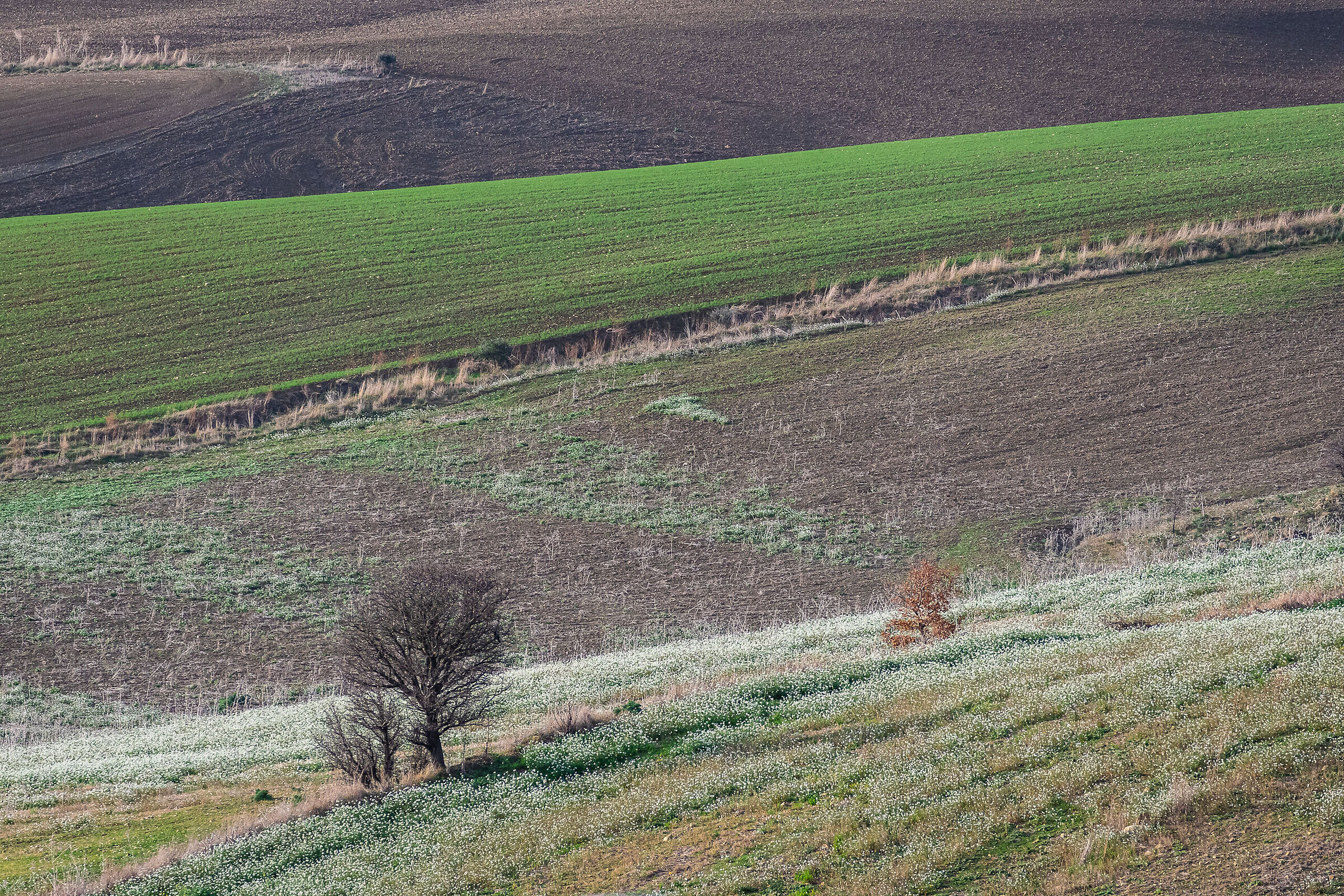 Countryside #1
