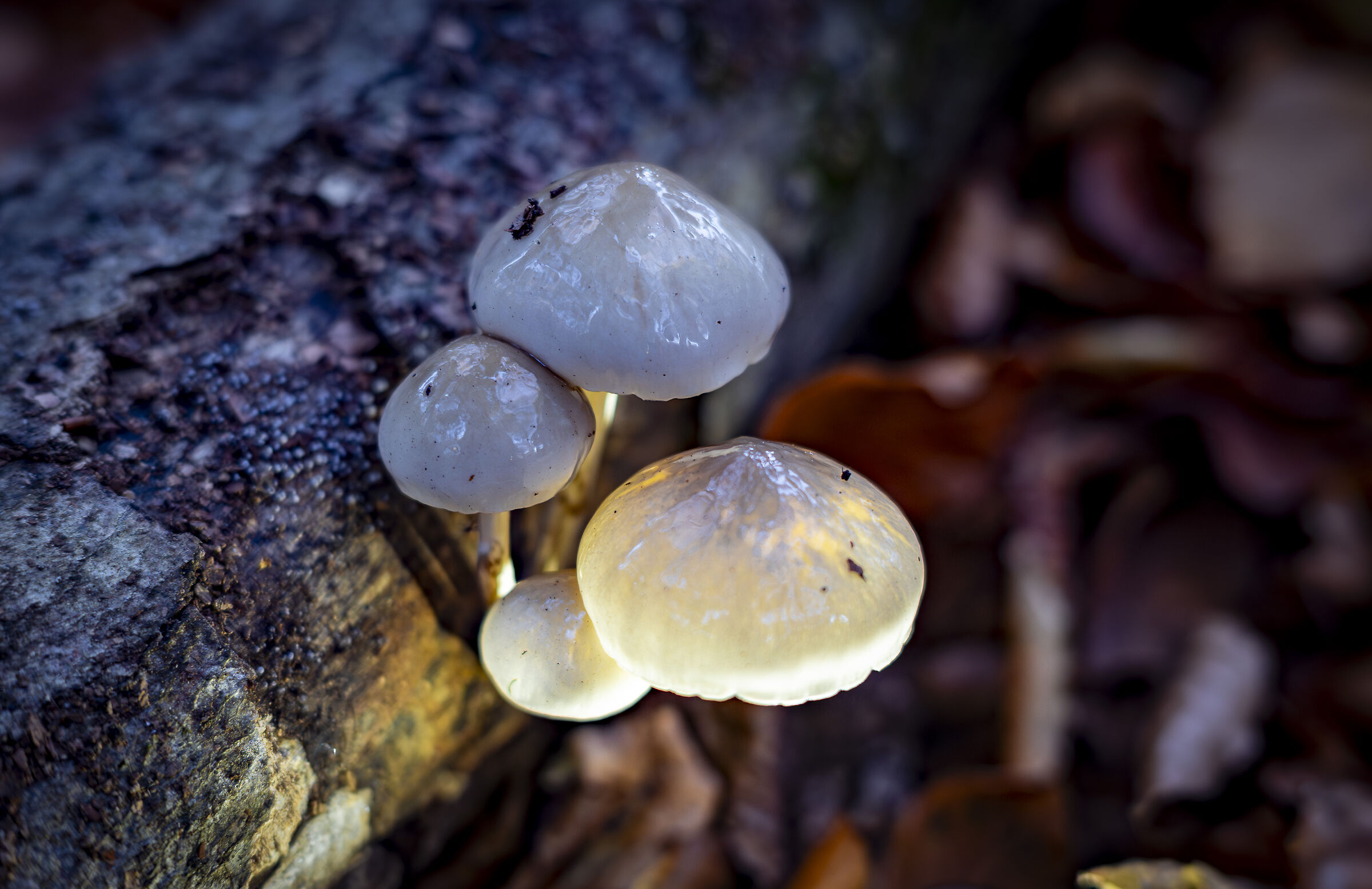 Funghi (Oudemansiella mucida)  Faggeta Monti Cimini