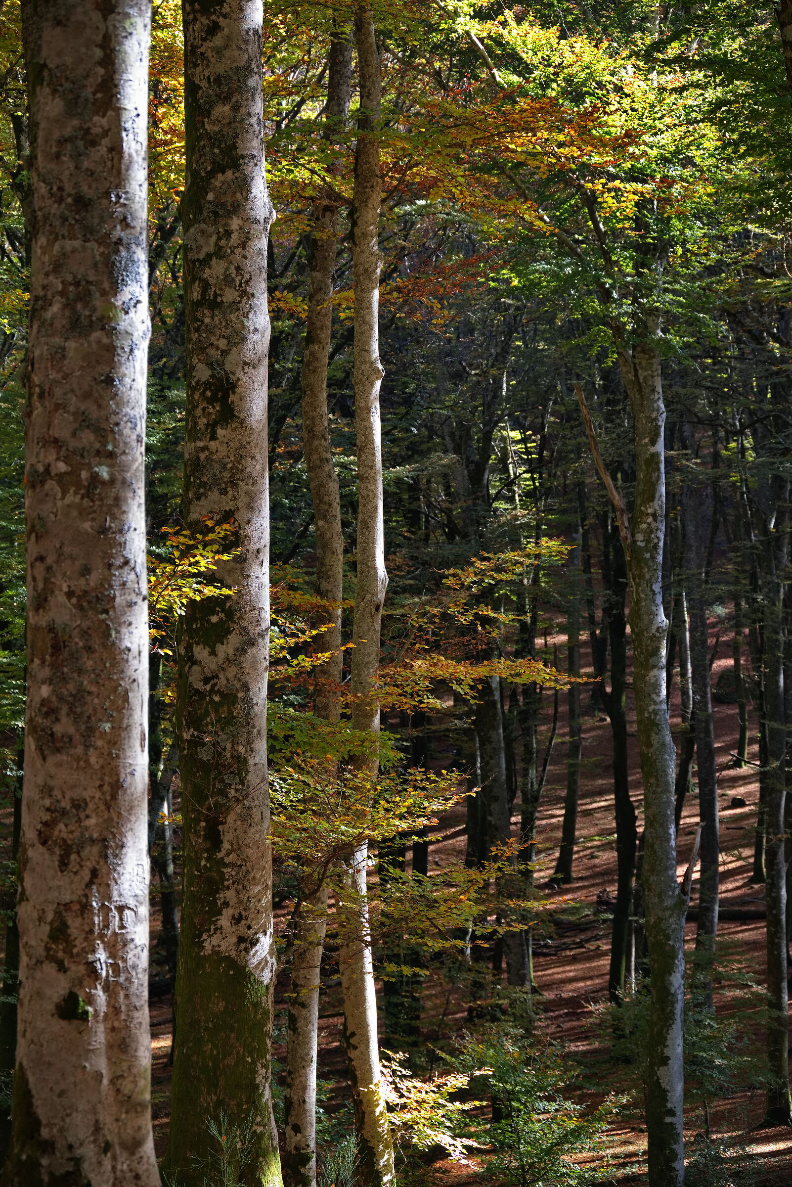 Faggeta Vetusta dei Monti Cimini