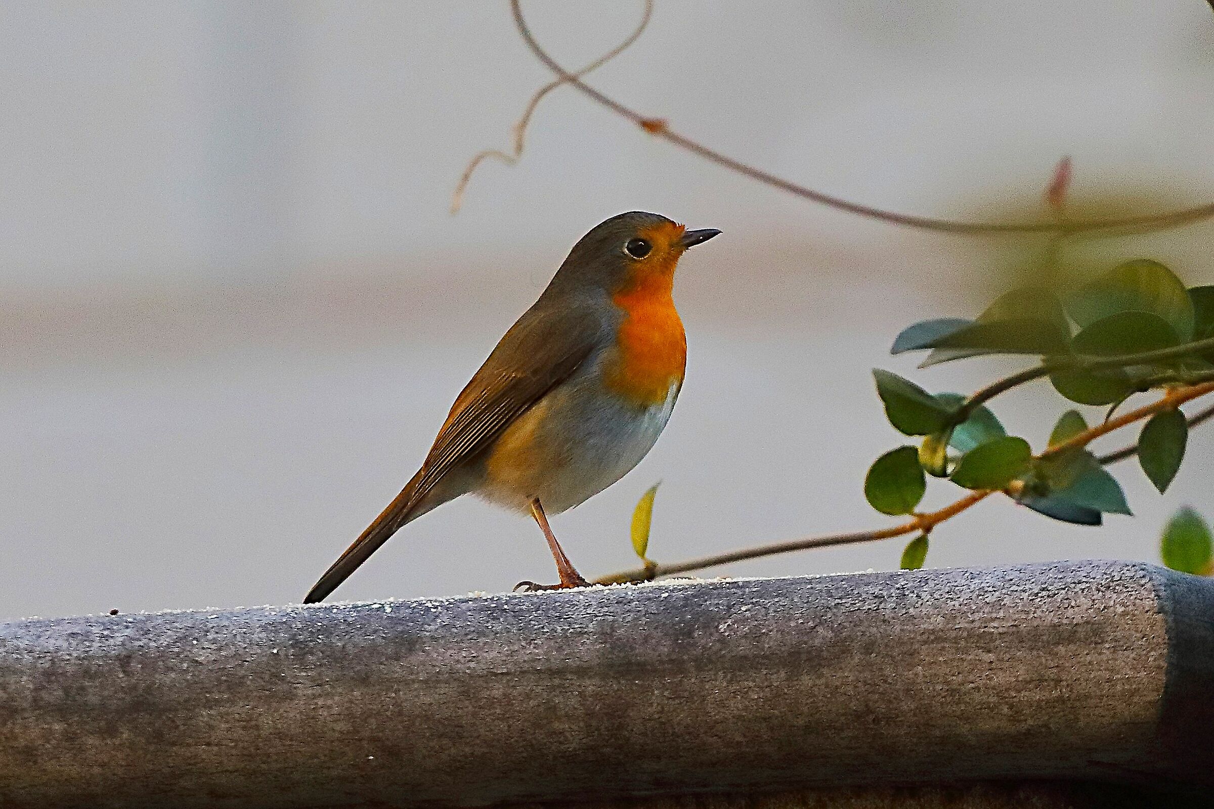 Pettirosso 14 novembre 2024 - 0079