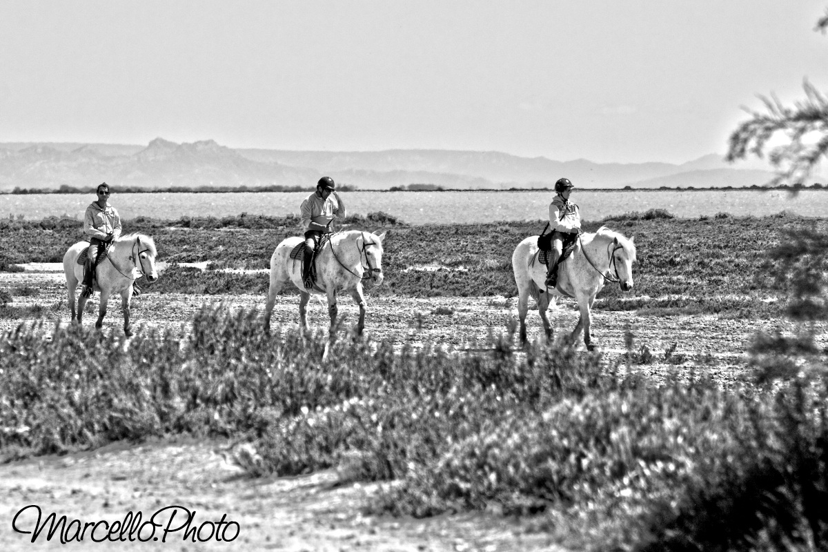 camargue B&N