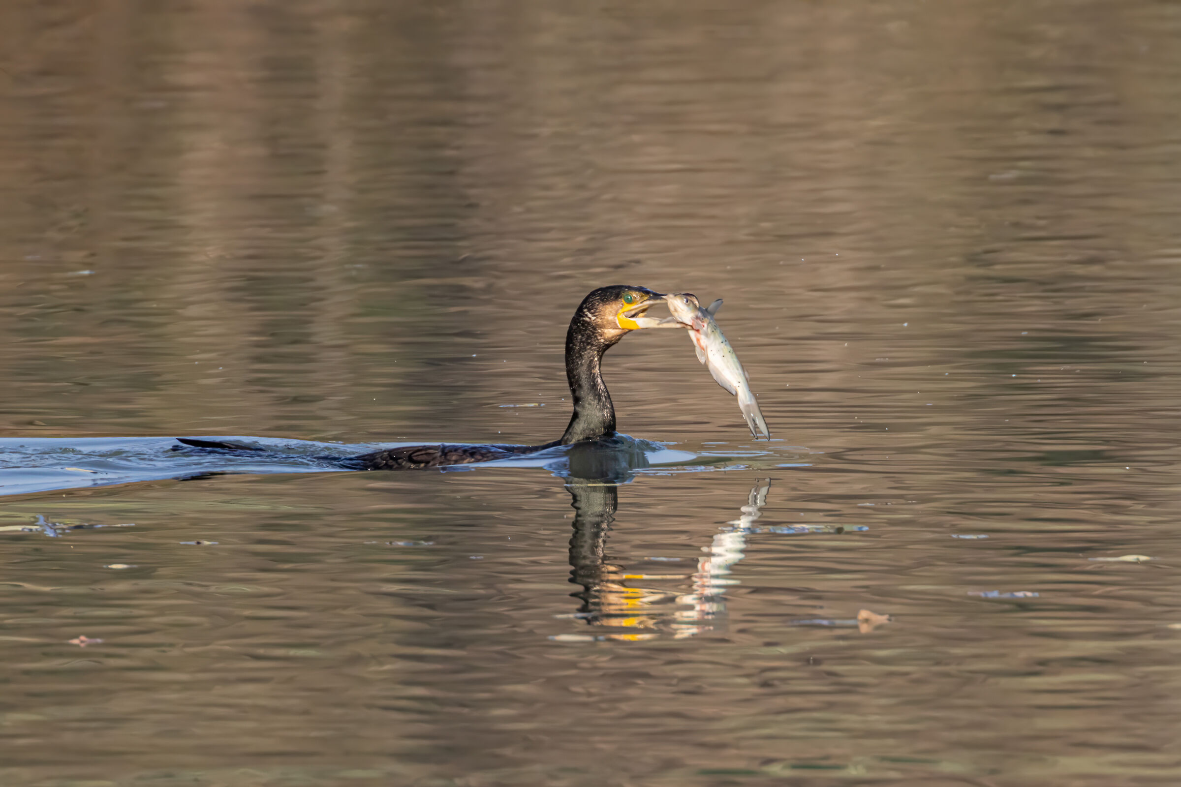 Cormorant