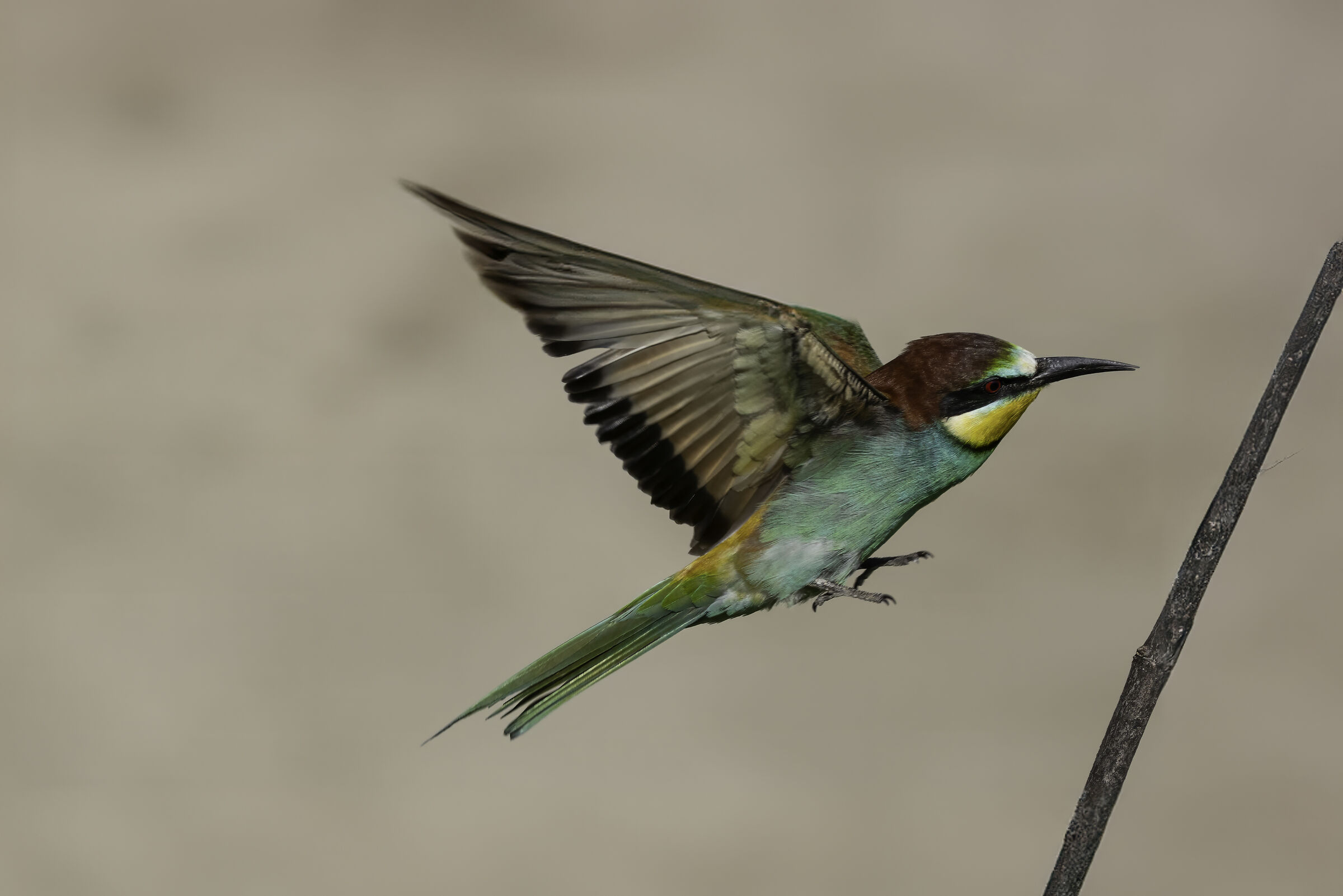 Bee-eater