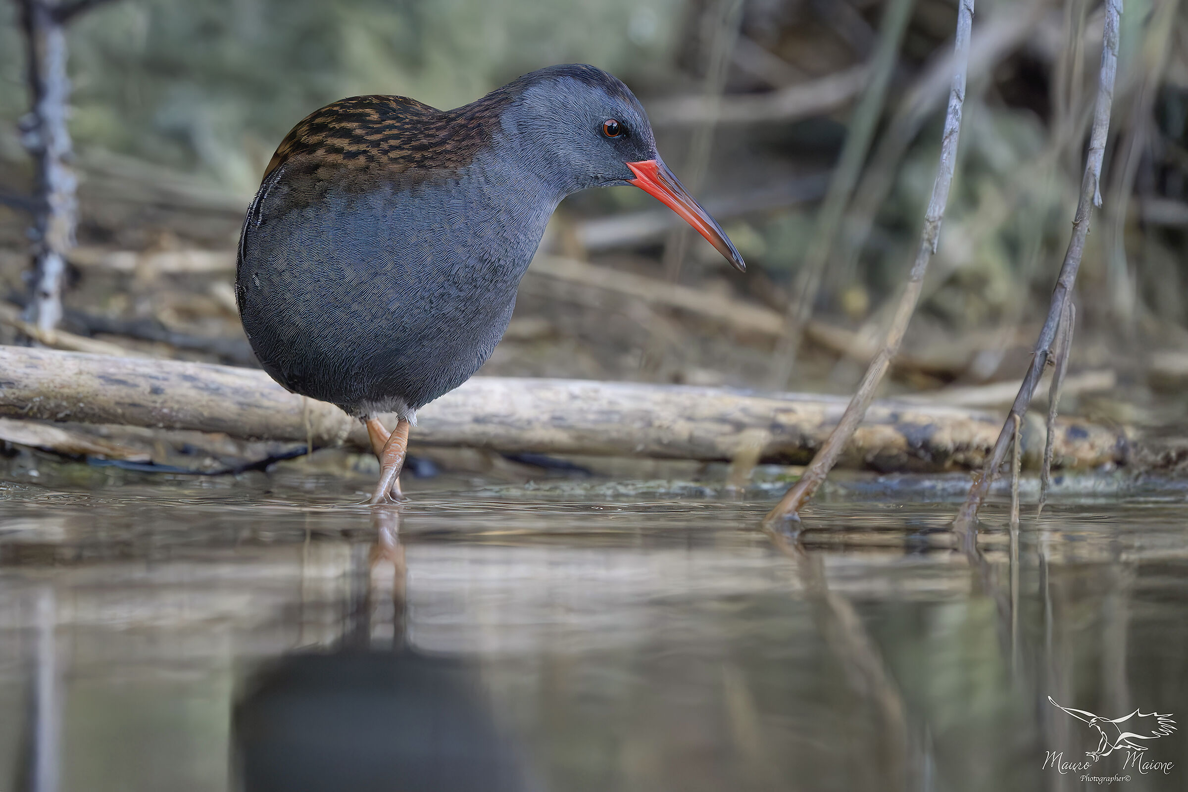 Face to face with the water rail
