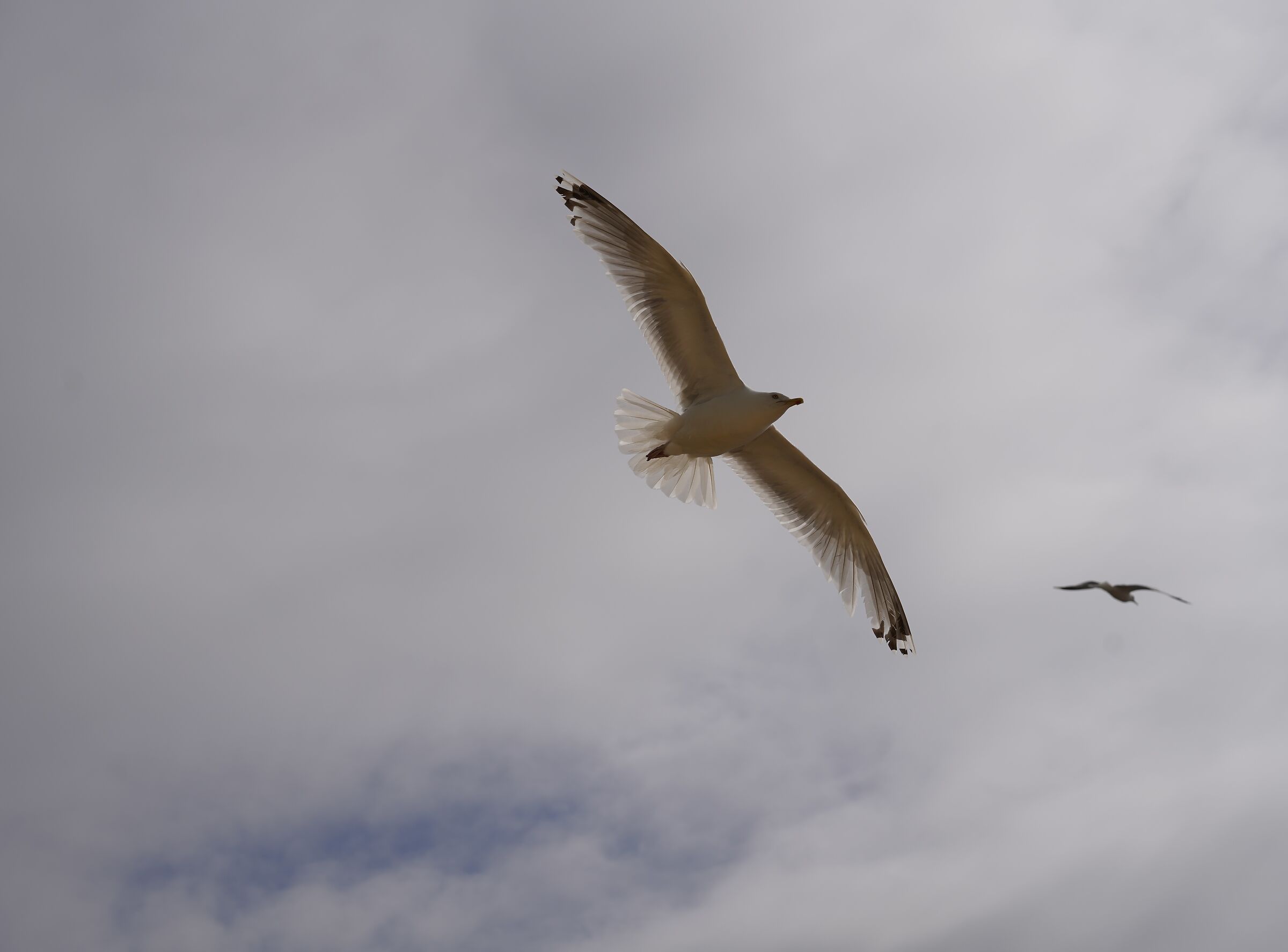 E volare... esser libero...