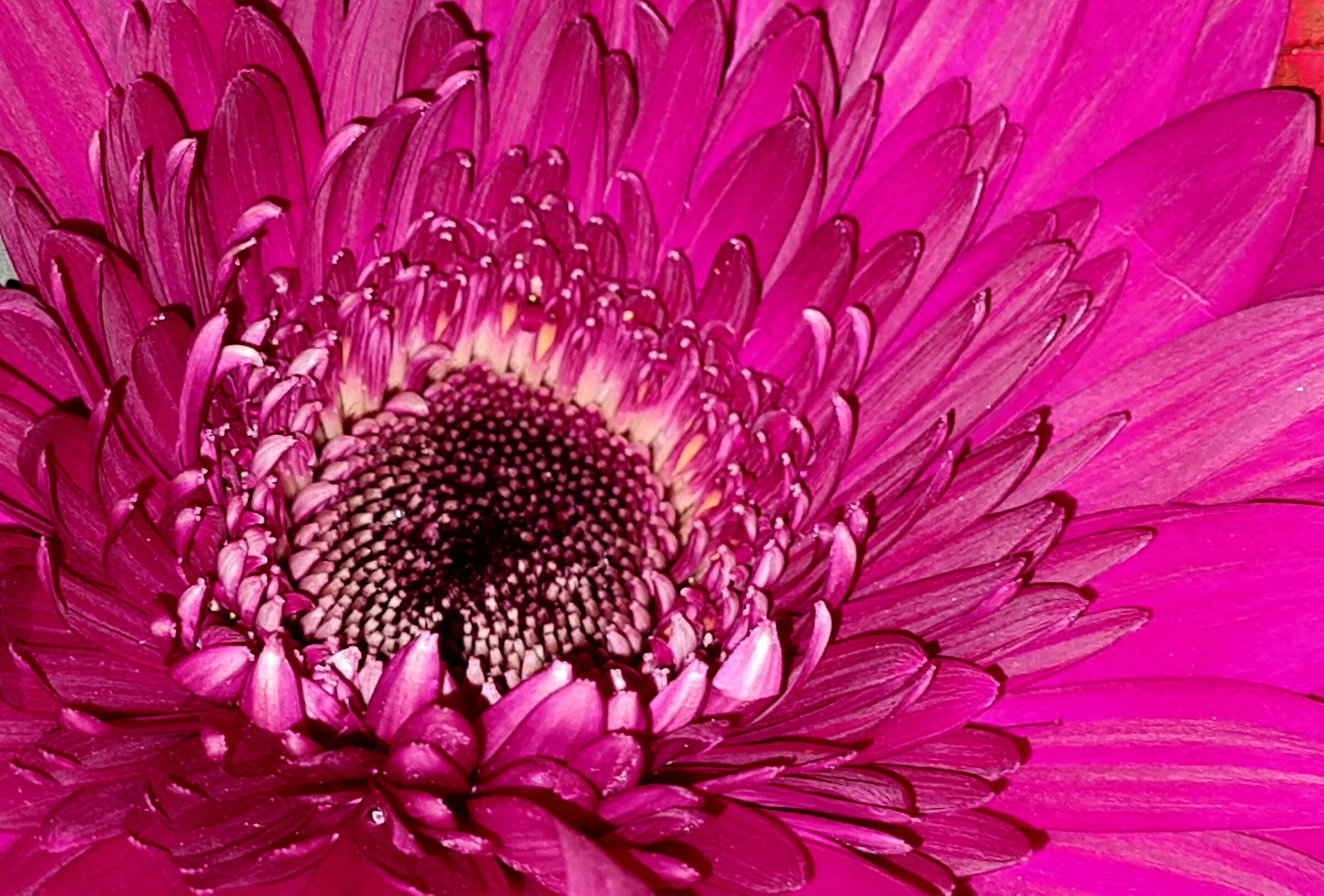 Gerbera