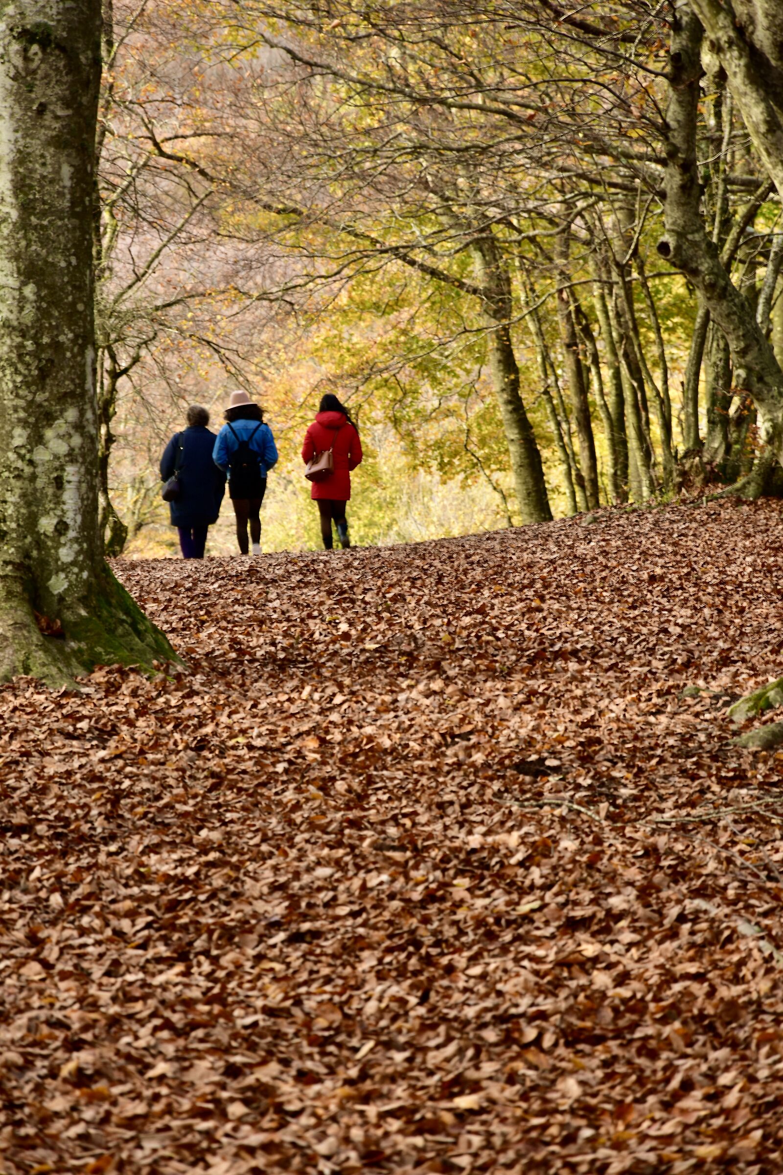 Walking trough Canfaito