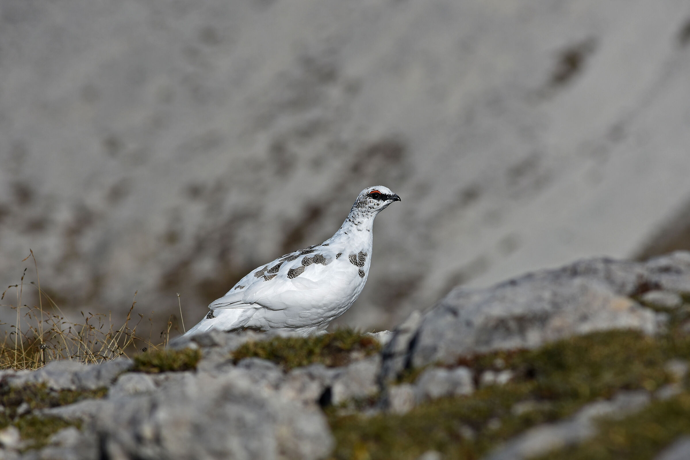 Ptarmigan