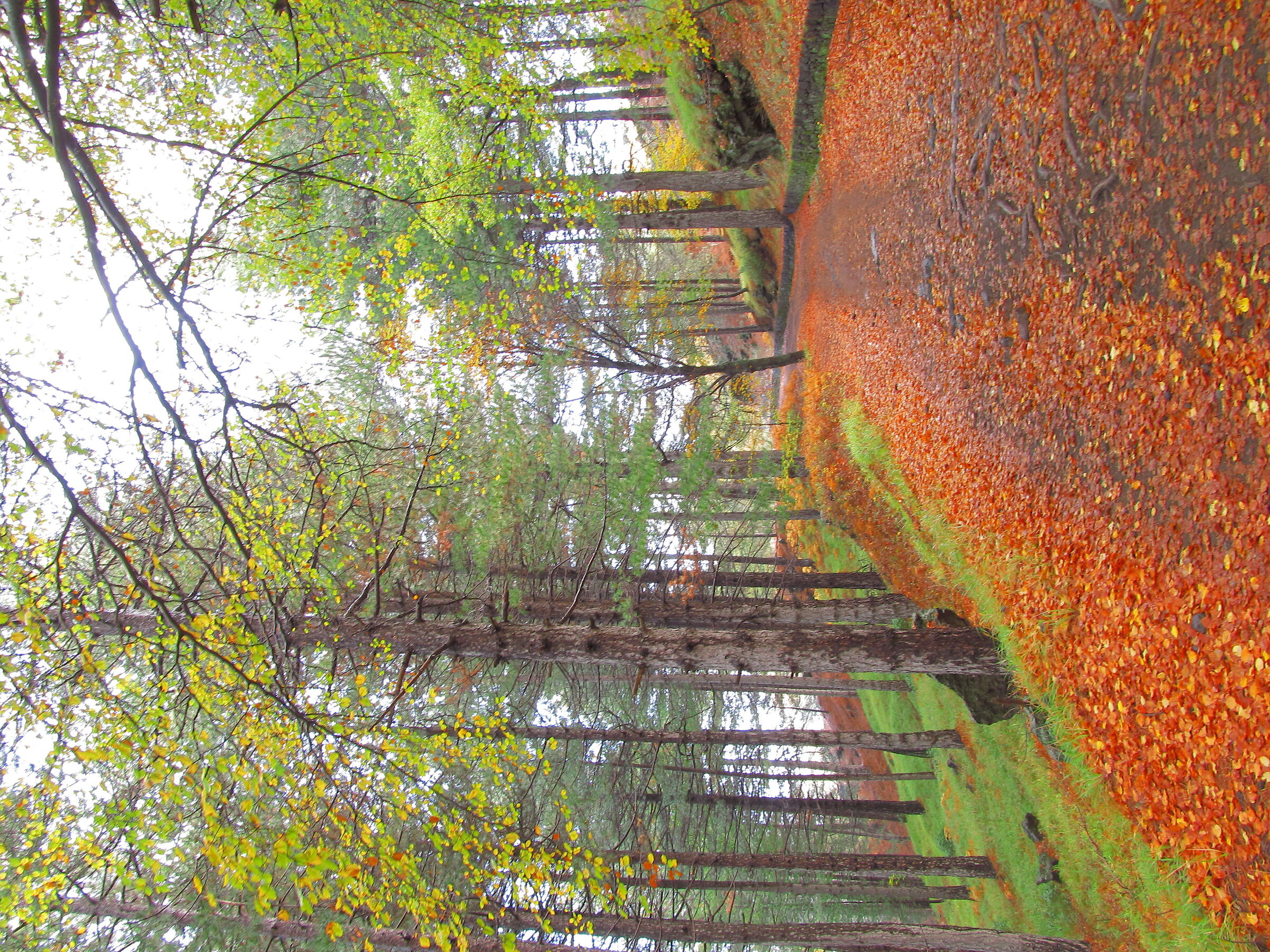 Autumn or spring?
