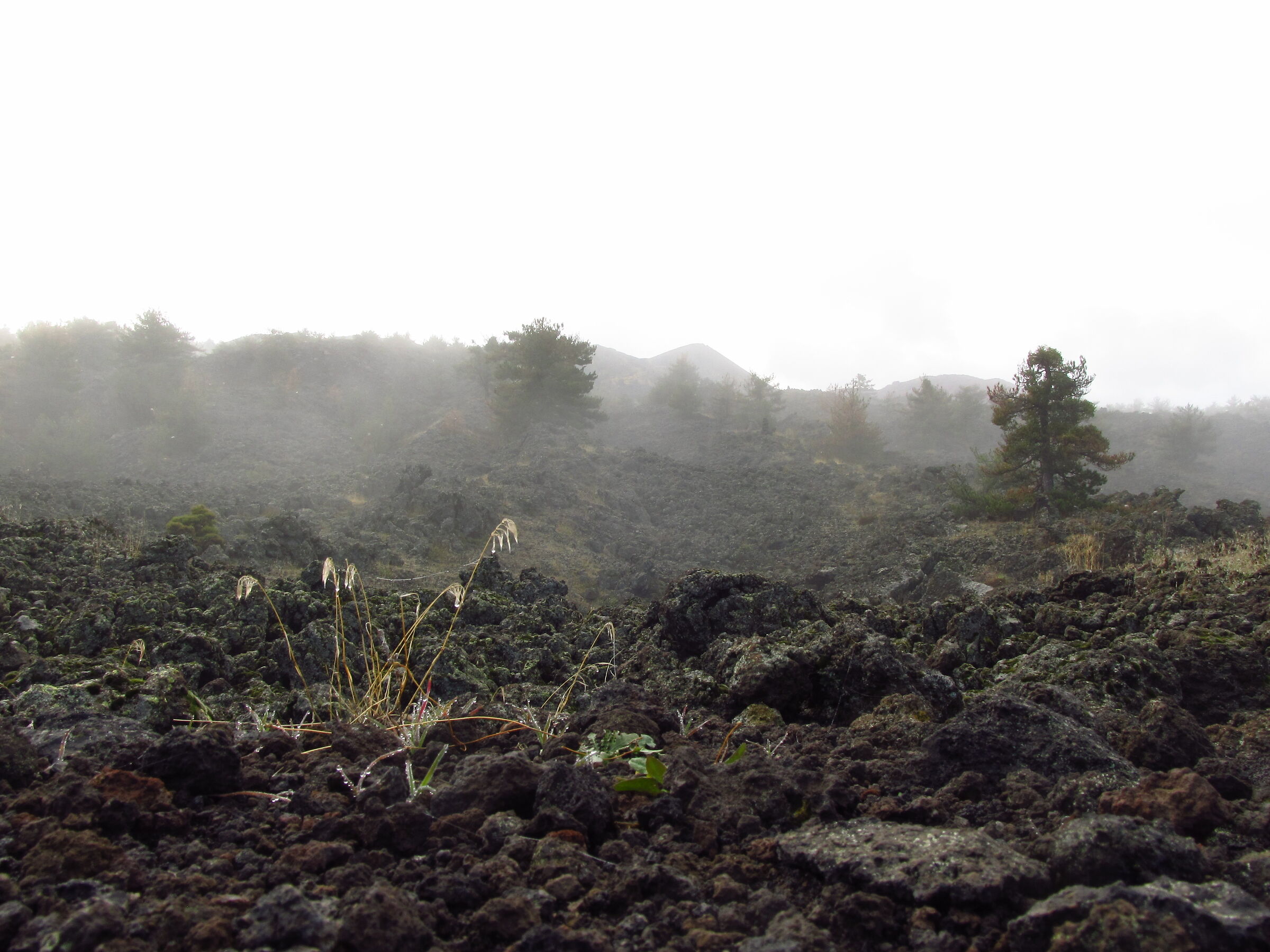 The fog rises